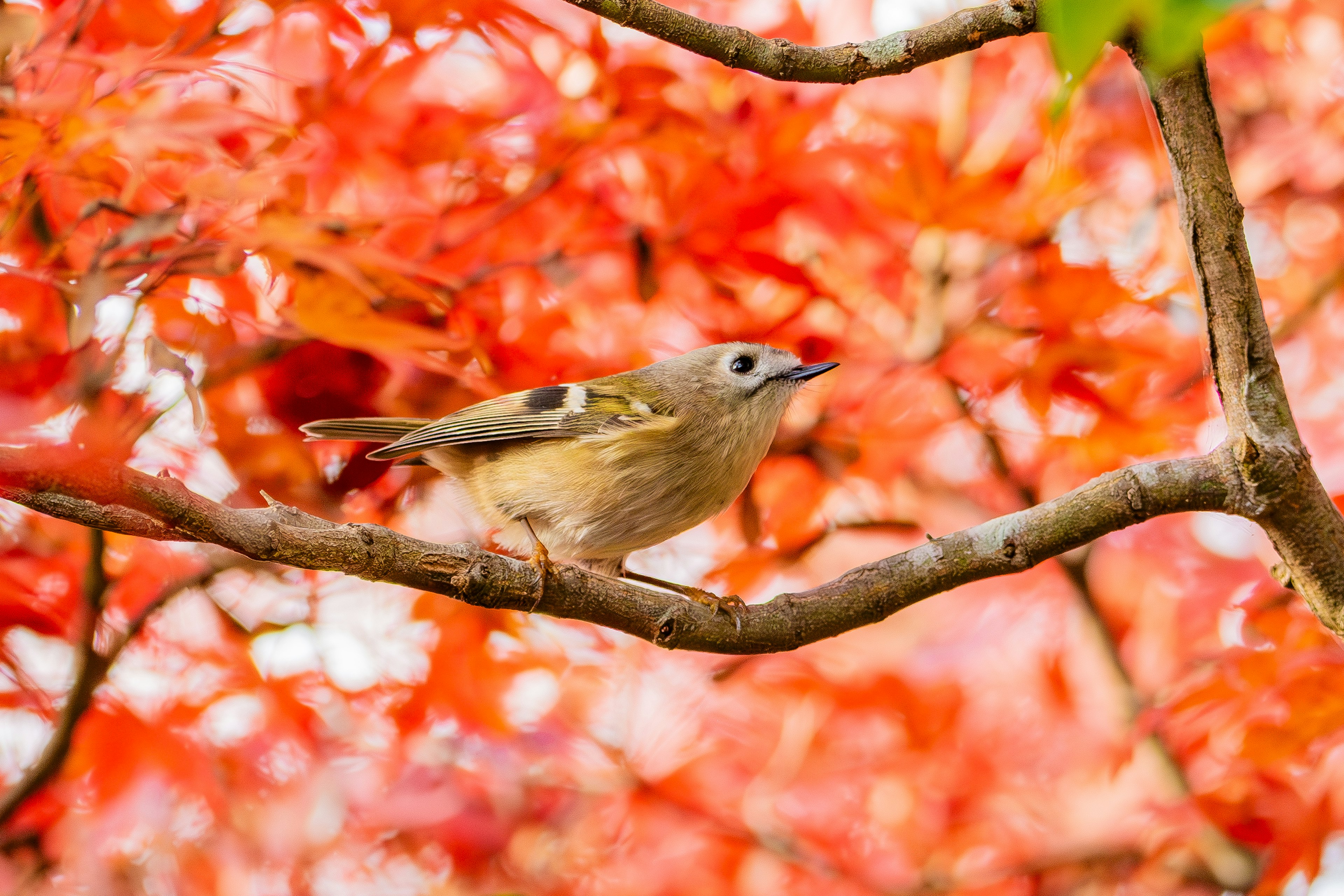 Un petit oiseau perché sur une branche entourée de feuilles rouges vives