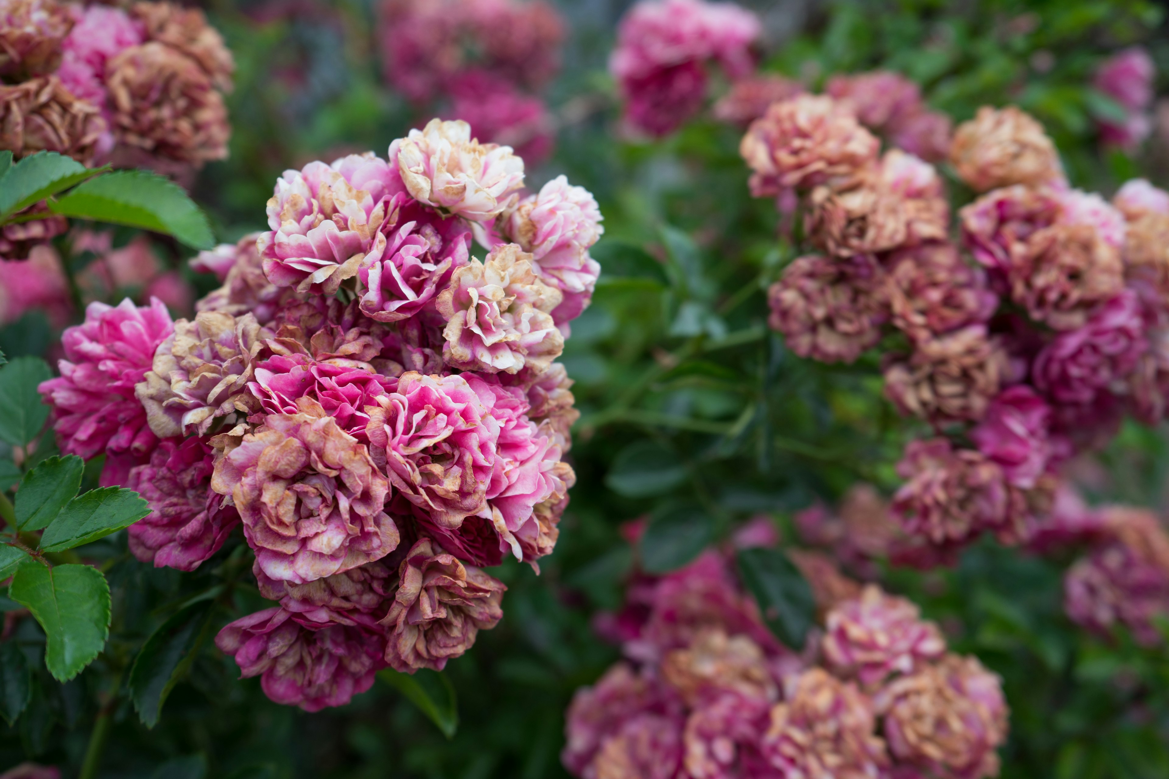 Des grappes de roses roses florissant parmi des feuilles vertes