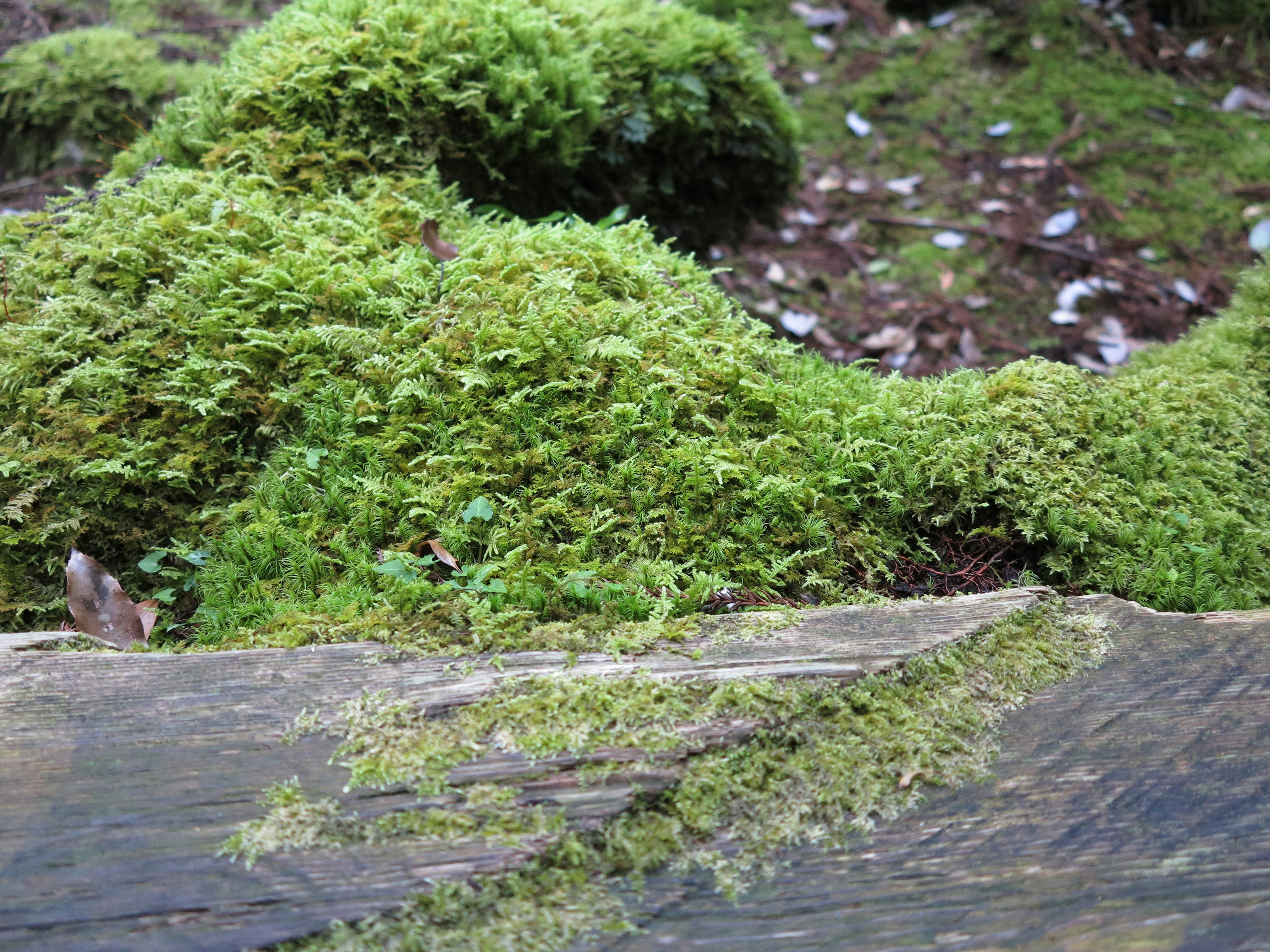 Musgo verde exuberante cubriendo una superficie de madera en un entorno forestal