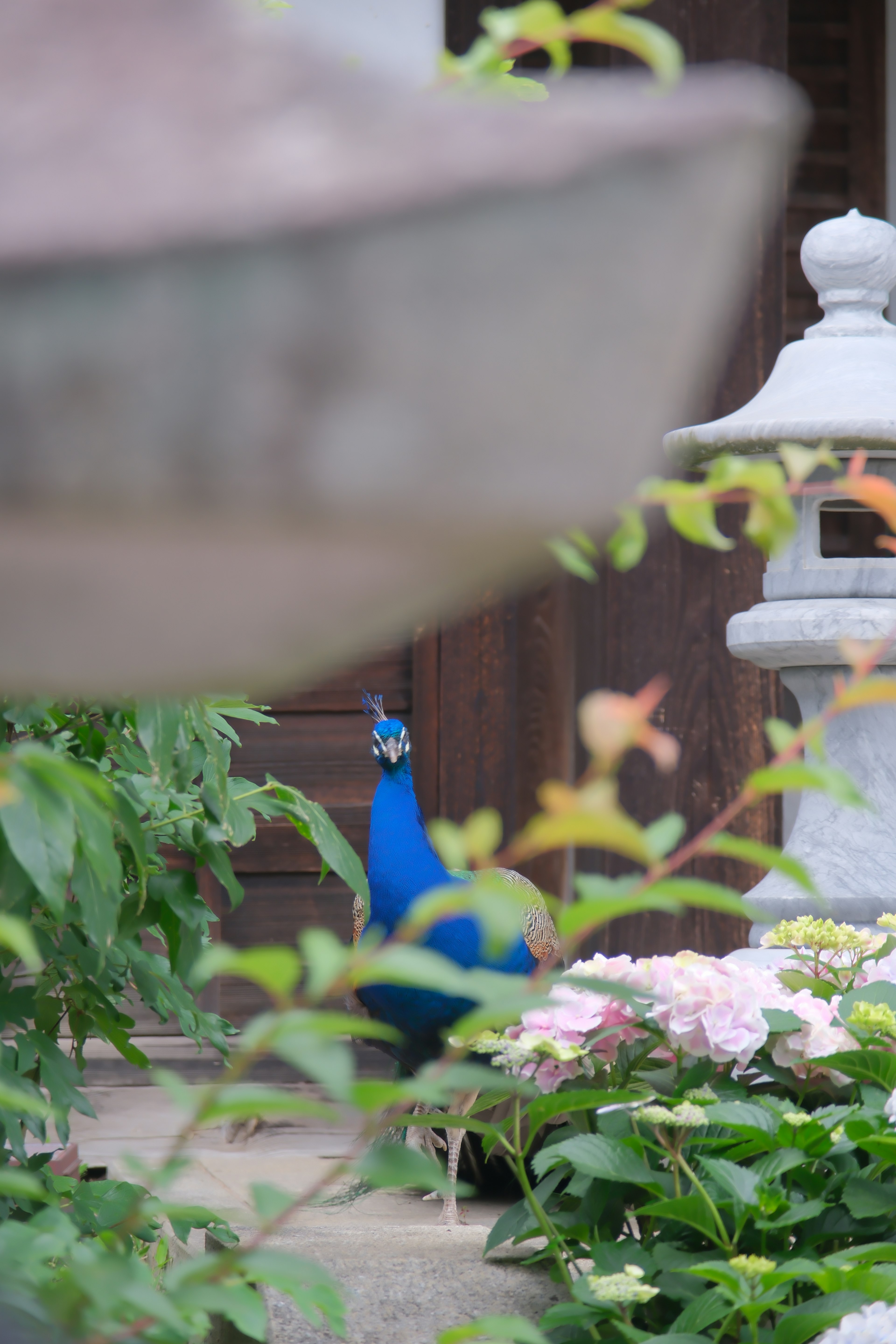 庭の中にいる青い孔雀と花の背景