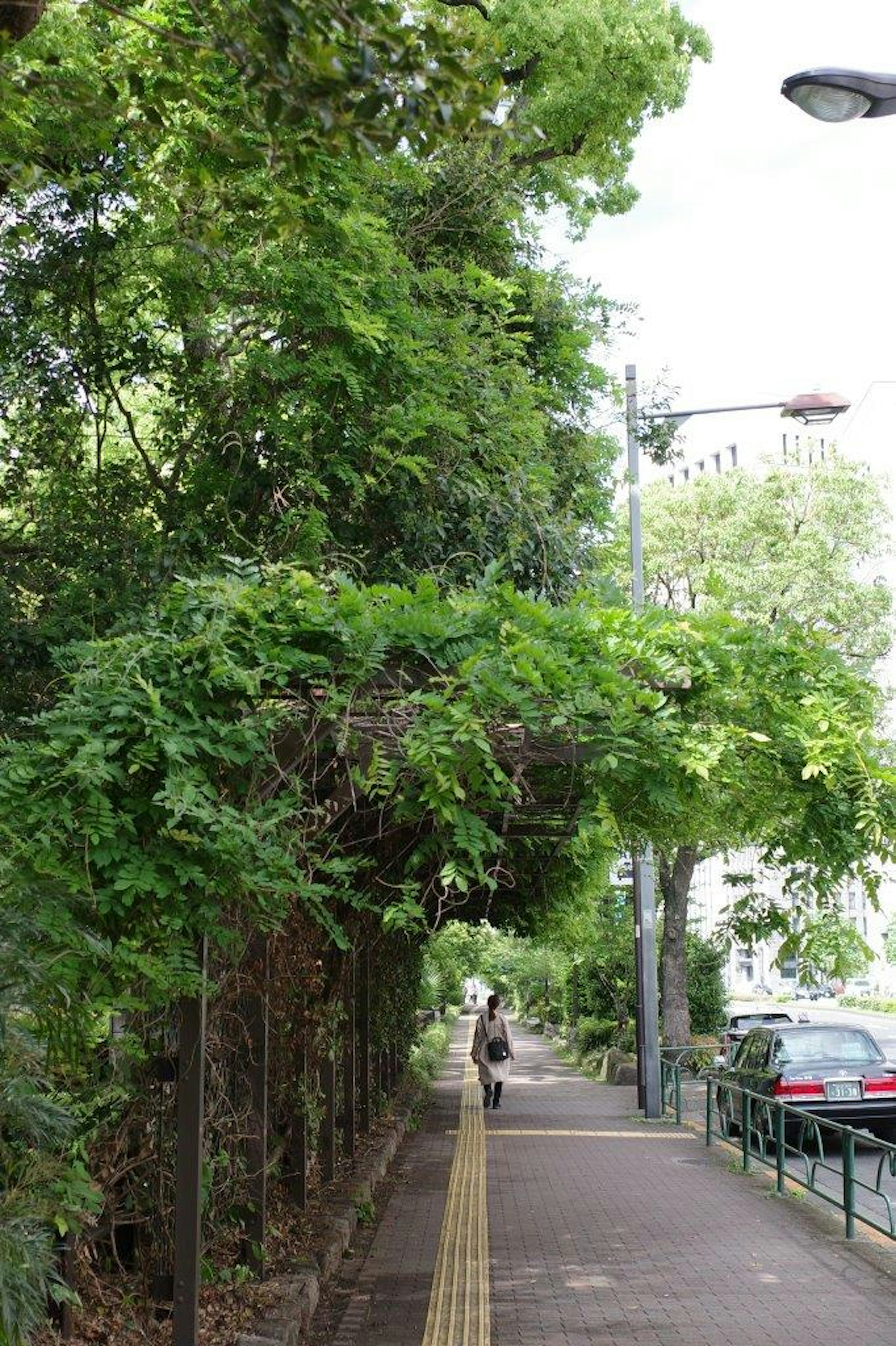 Trotoar hijau subur dengan pepohonan di sepanjang jalan yang tenang