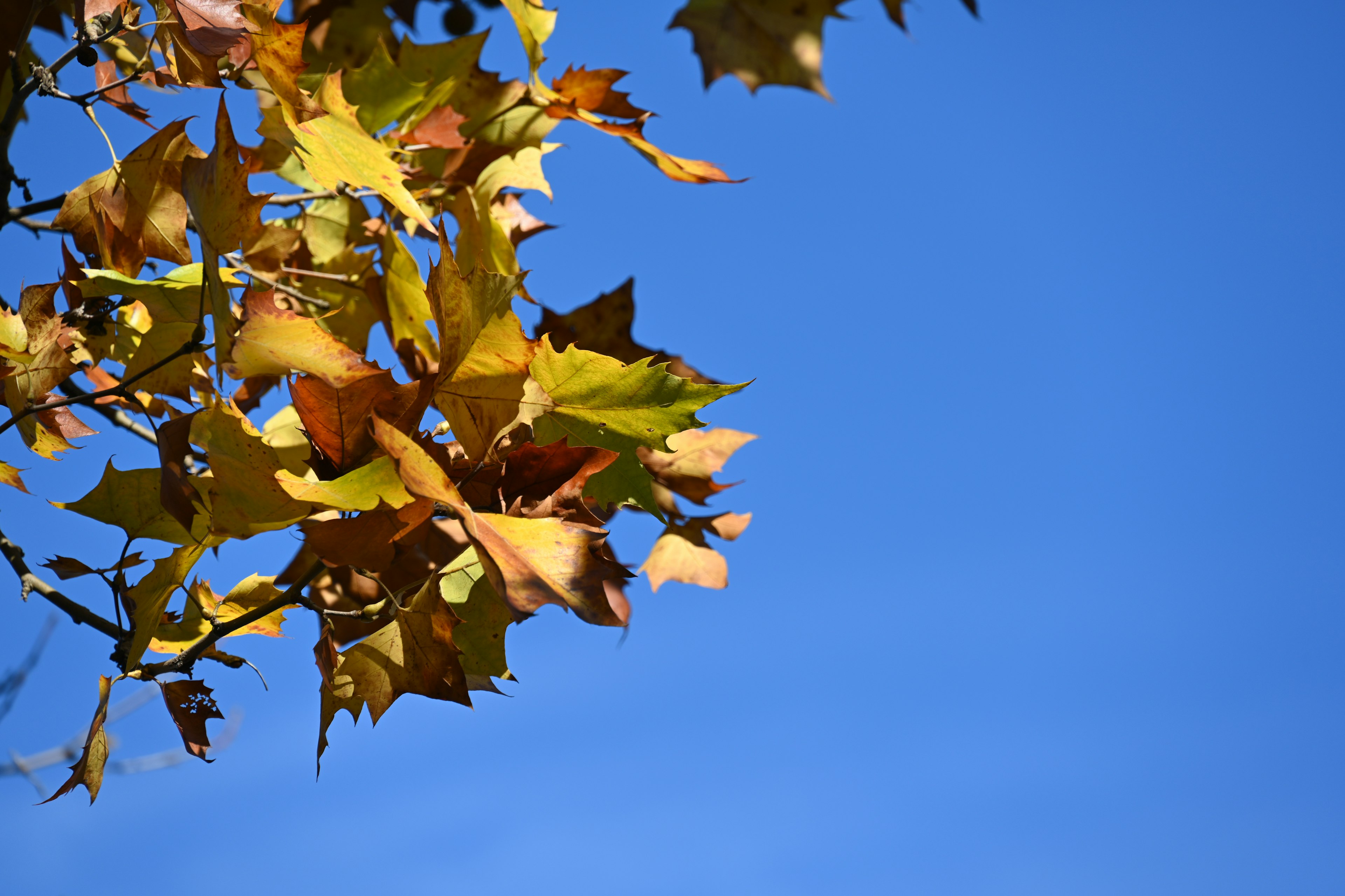 Colorful leaves against a clear blue sky