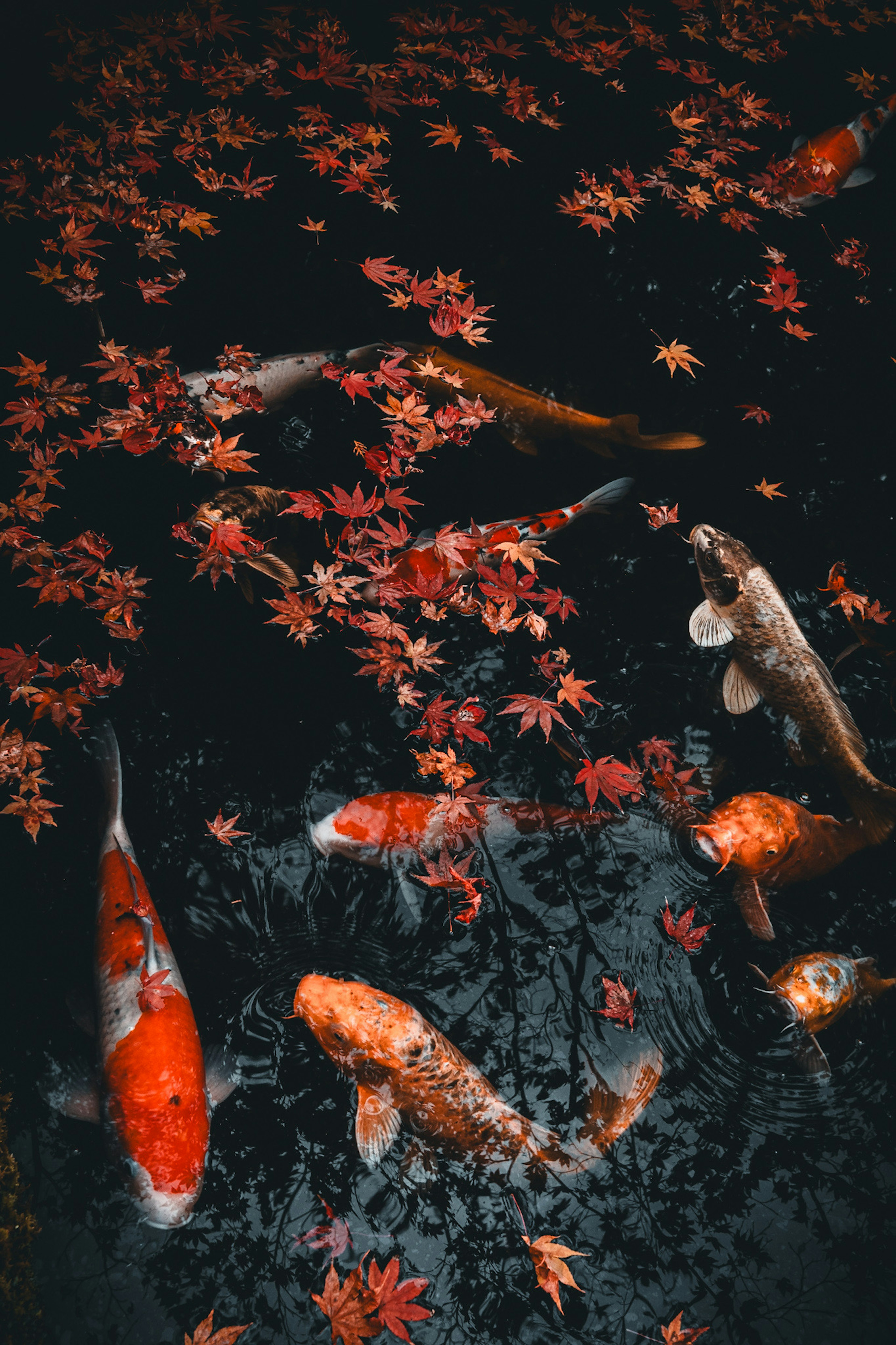 Pemandangan indah ikan koi berenang di antara daun merah yang jatuh di permukaan air