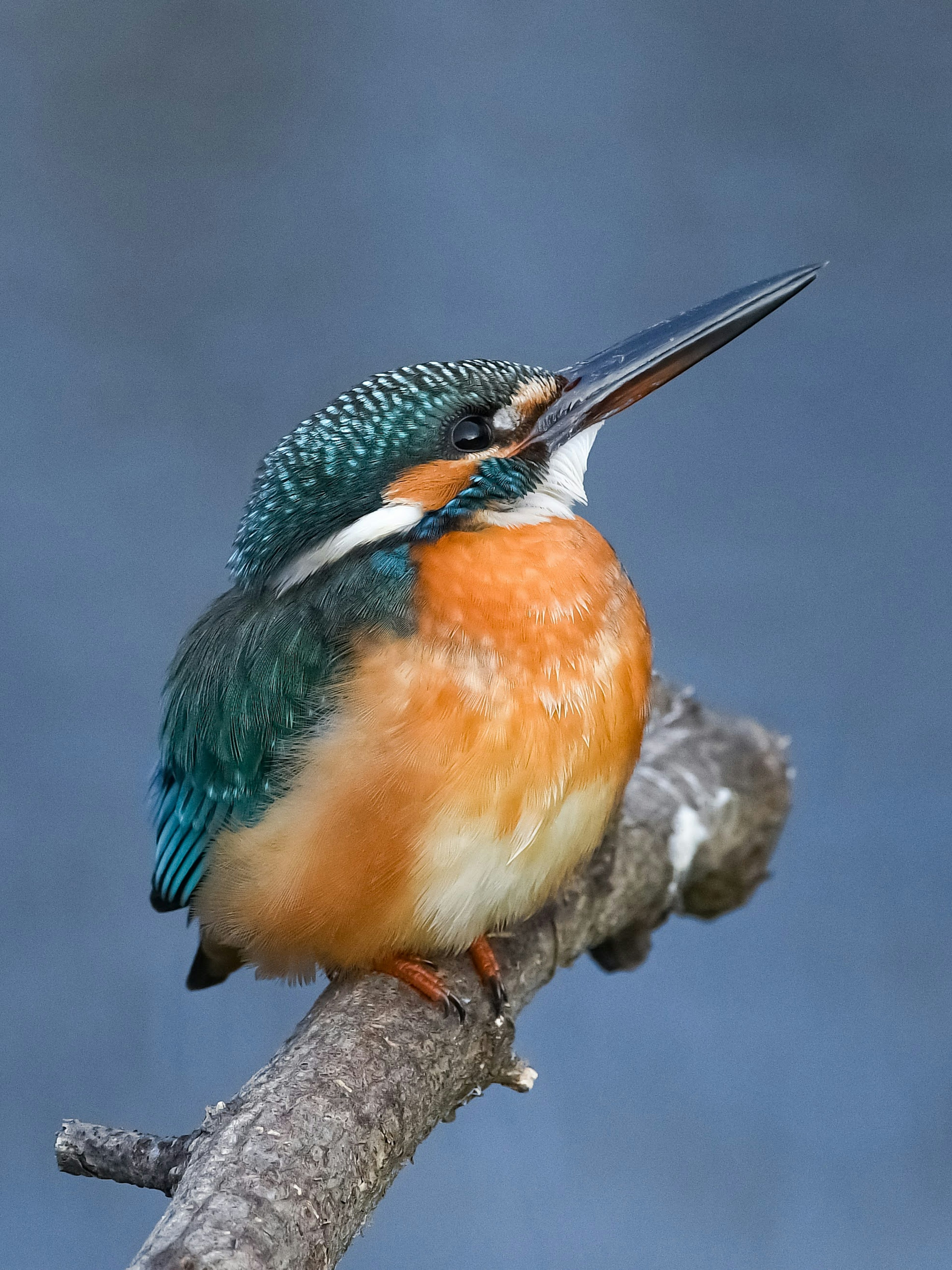 A kingfisher with vibrant blue feathers and an orange chest perched on a branch