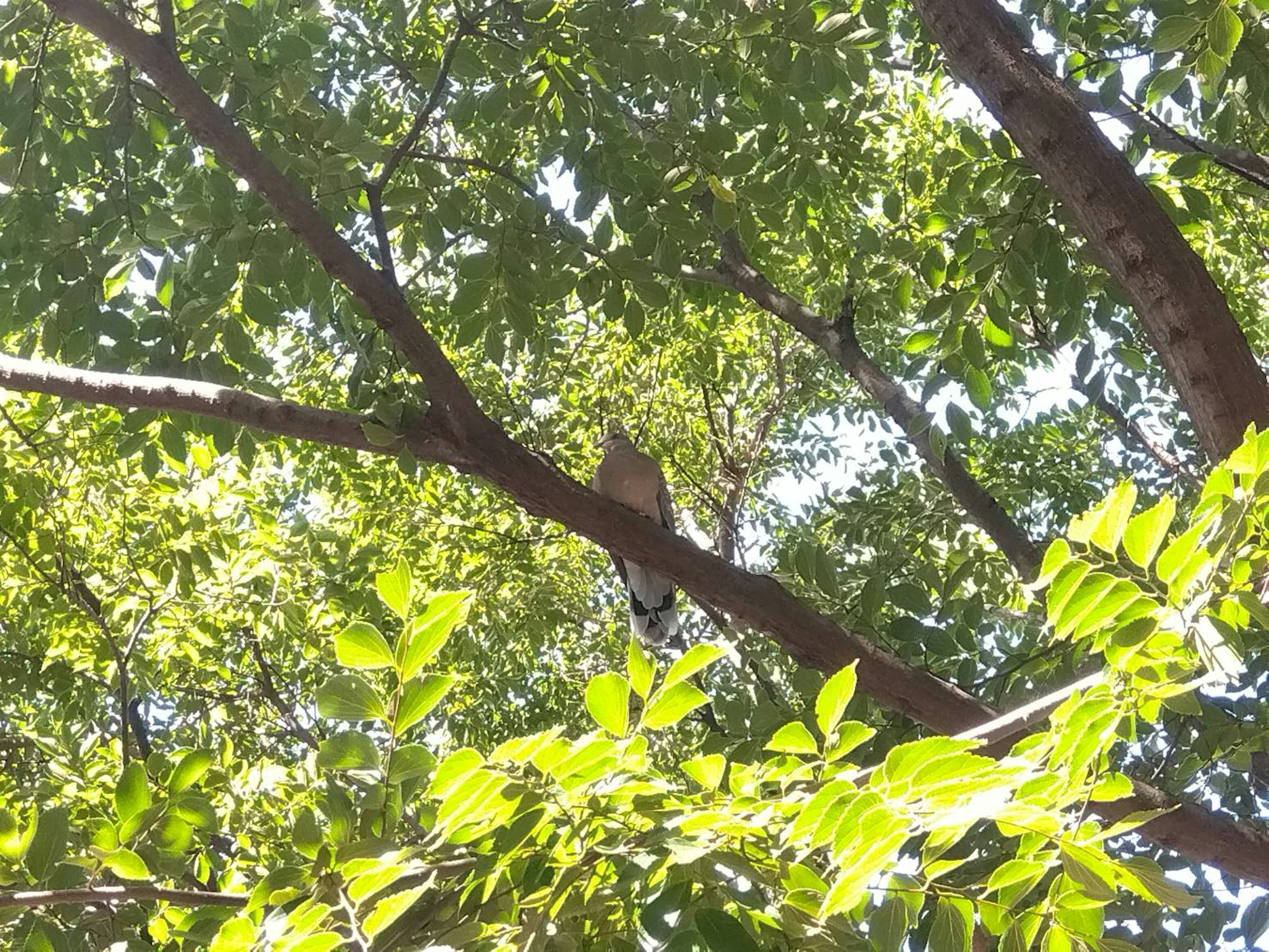 Ein Vogel, der auf einem Baumast sitzt, umgeben von grünen Blättern in einer natürlichen Umgebung