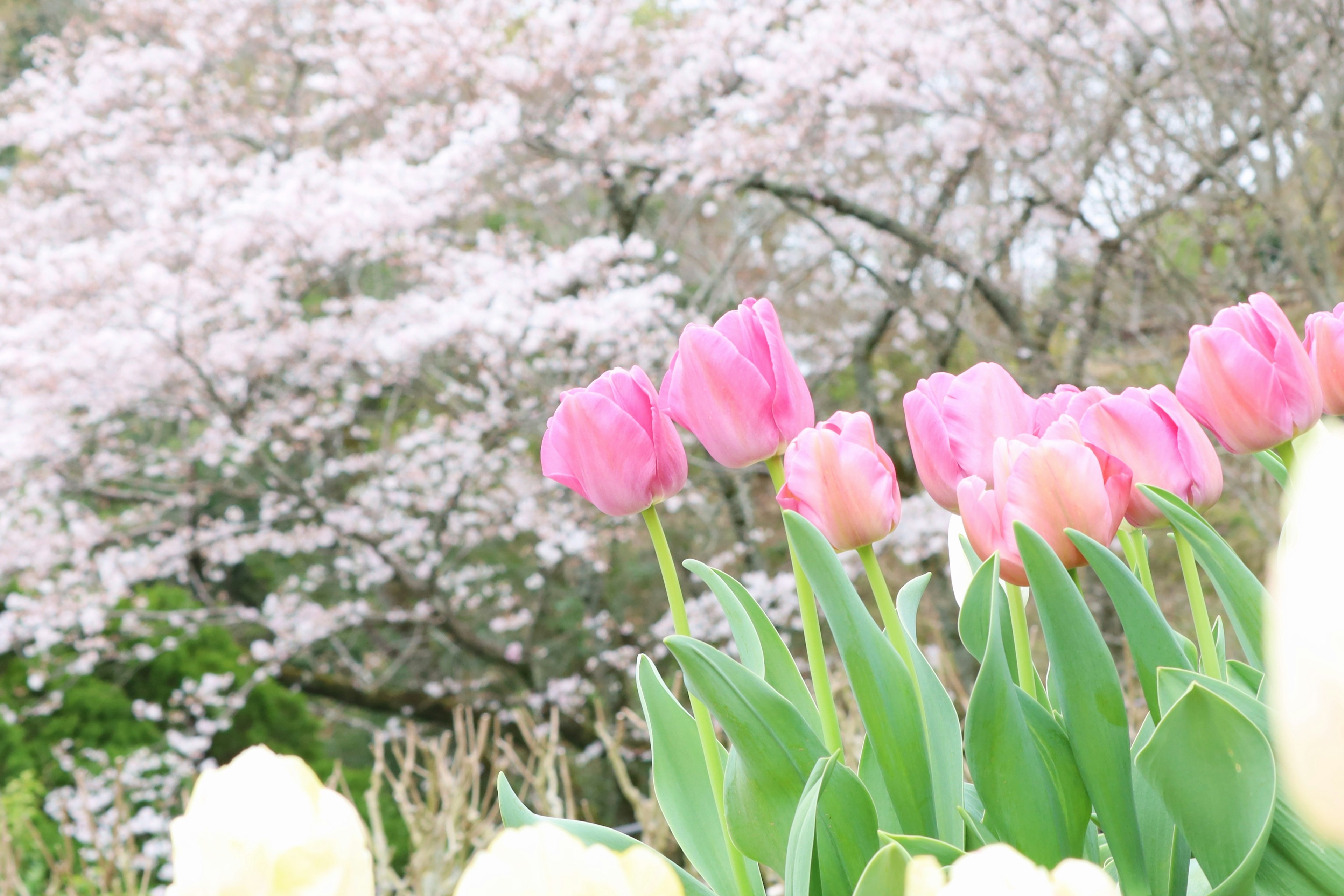 Une scène vibrante de tulipes en fleurs devant un cerisier en fleurs