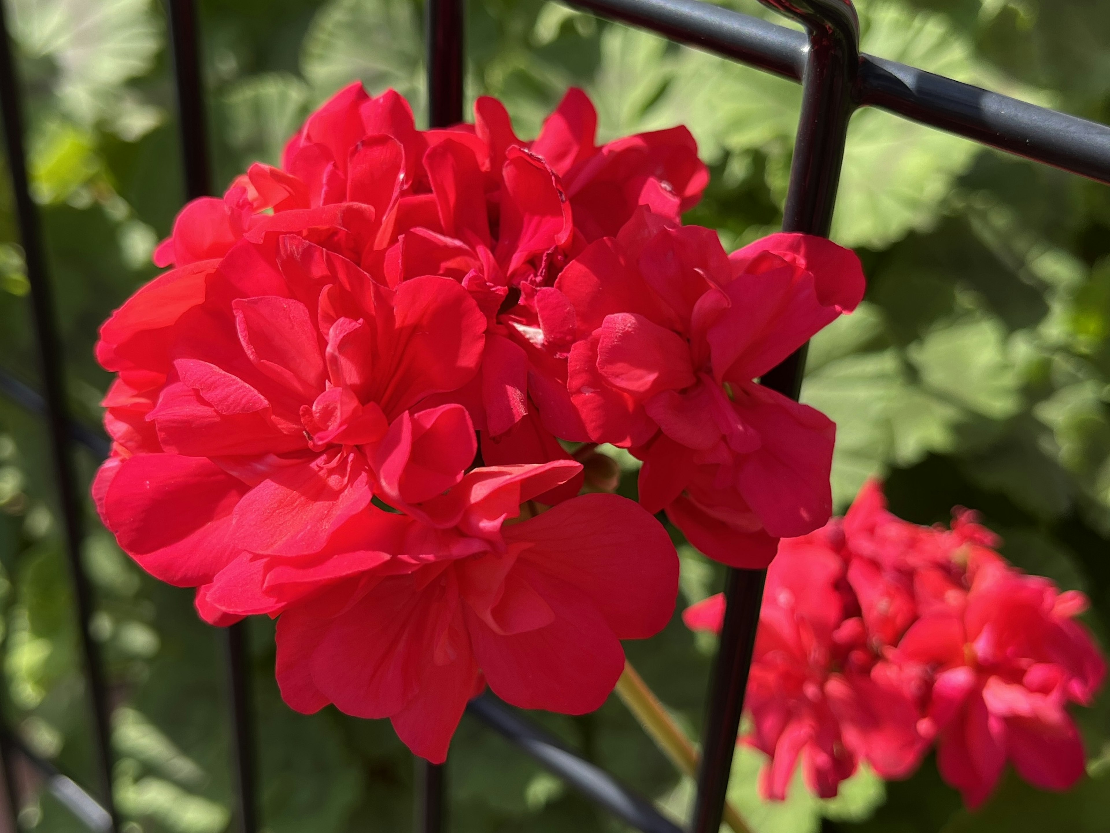 鮮やかな赤いゼラニウムの花が黒いフェンスに寄り添う