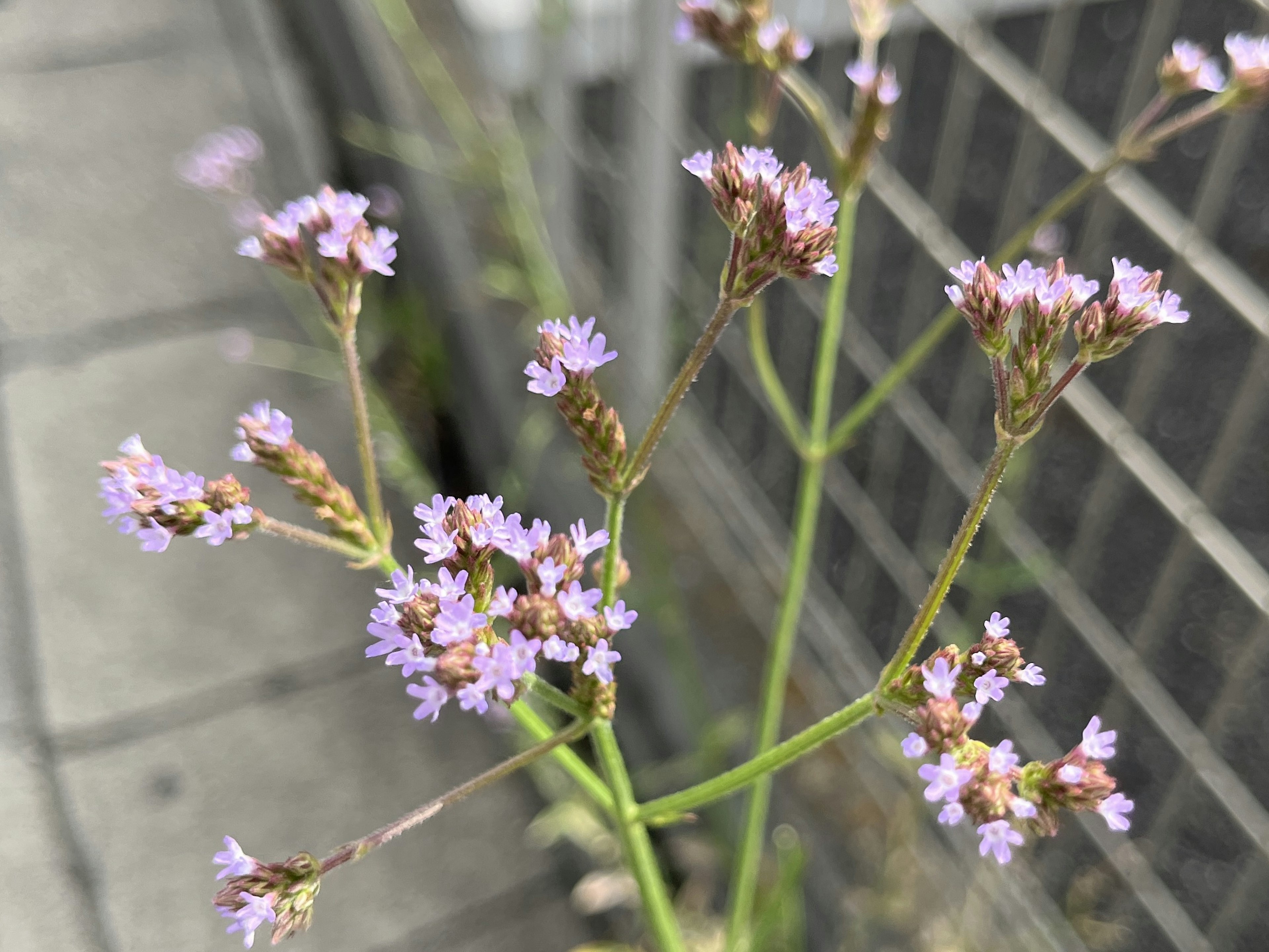 薄紫色の小花が咲いている細い茎の植物