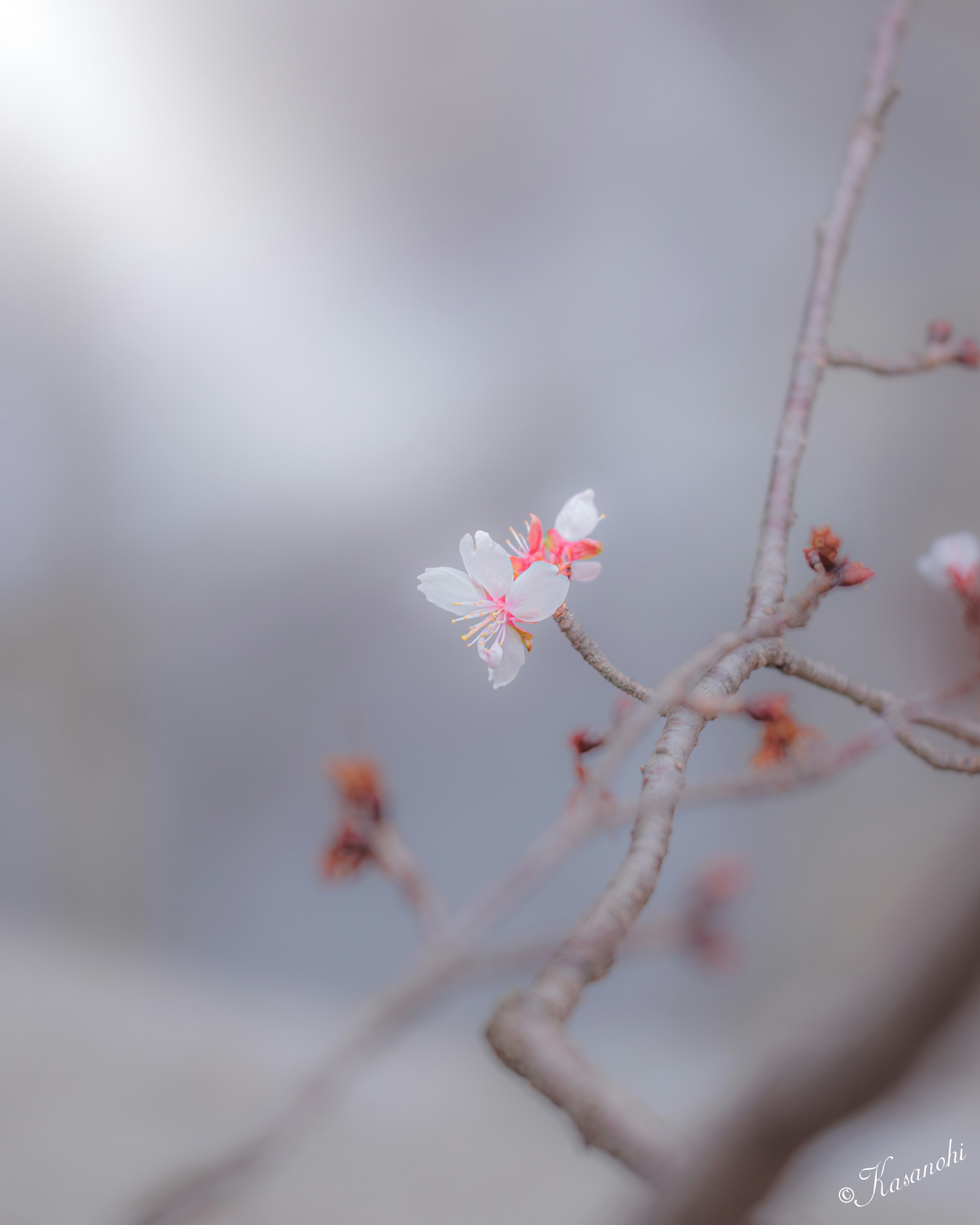 A branch with white and pink flowers against a soft-colored background