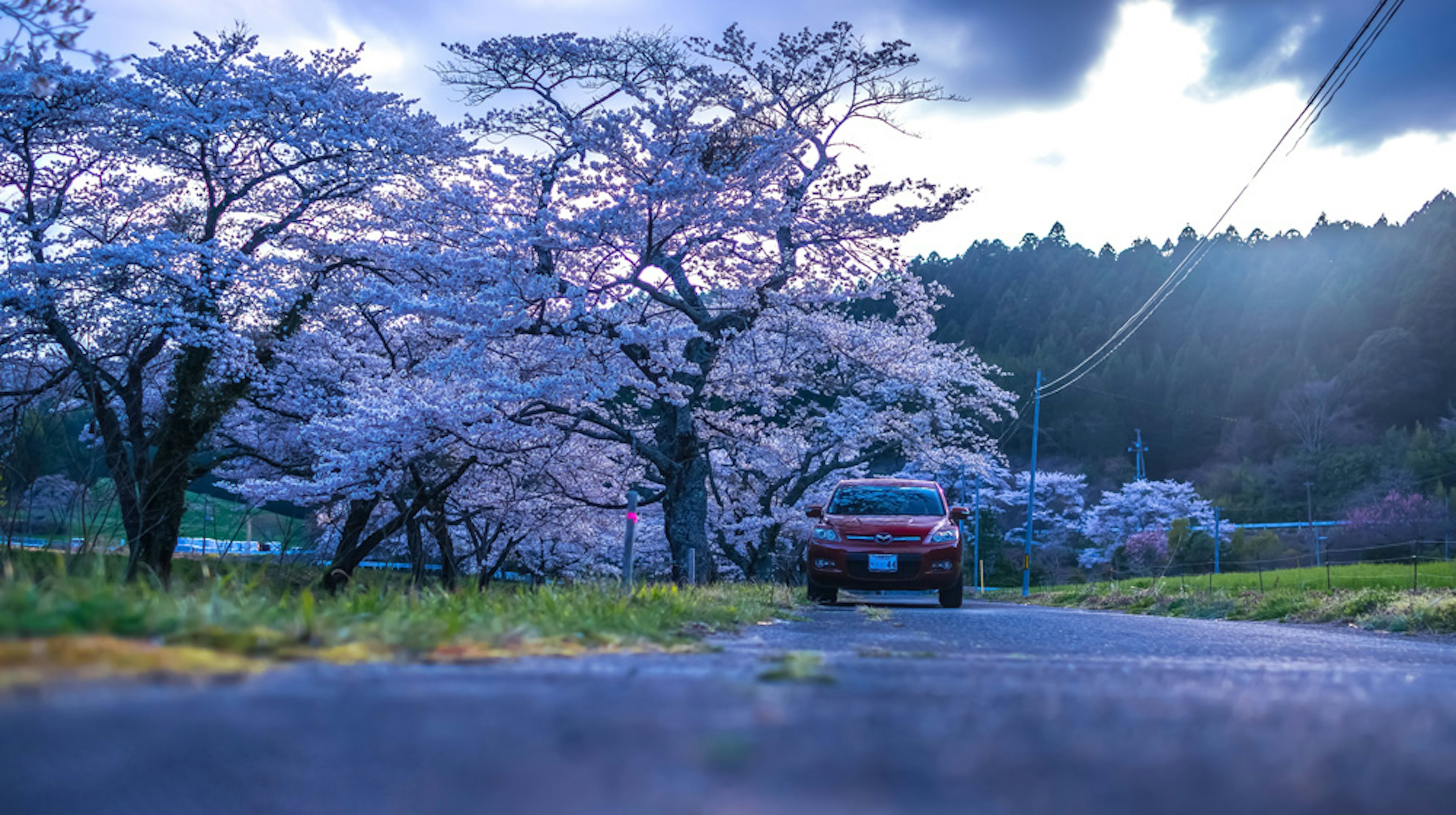 Un coche rojo estacionado en una carretera bordeada de cerezos en flor en primavera