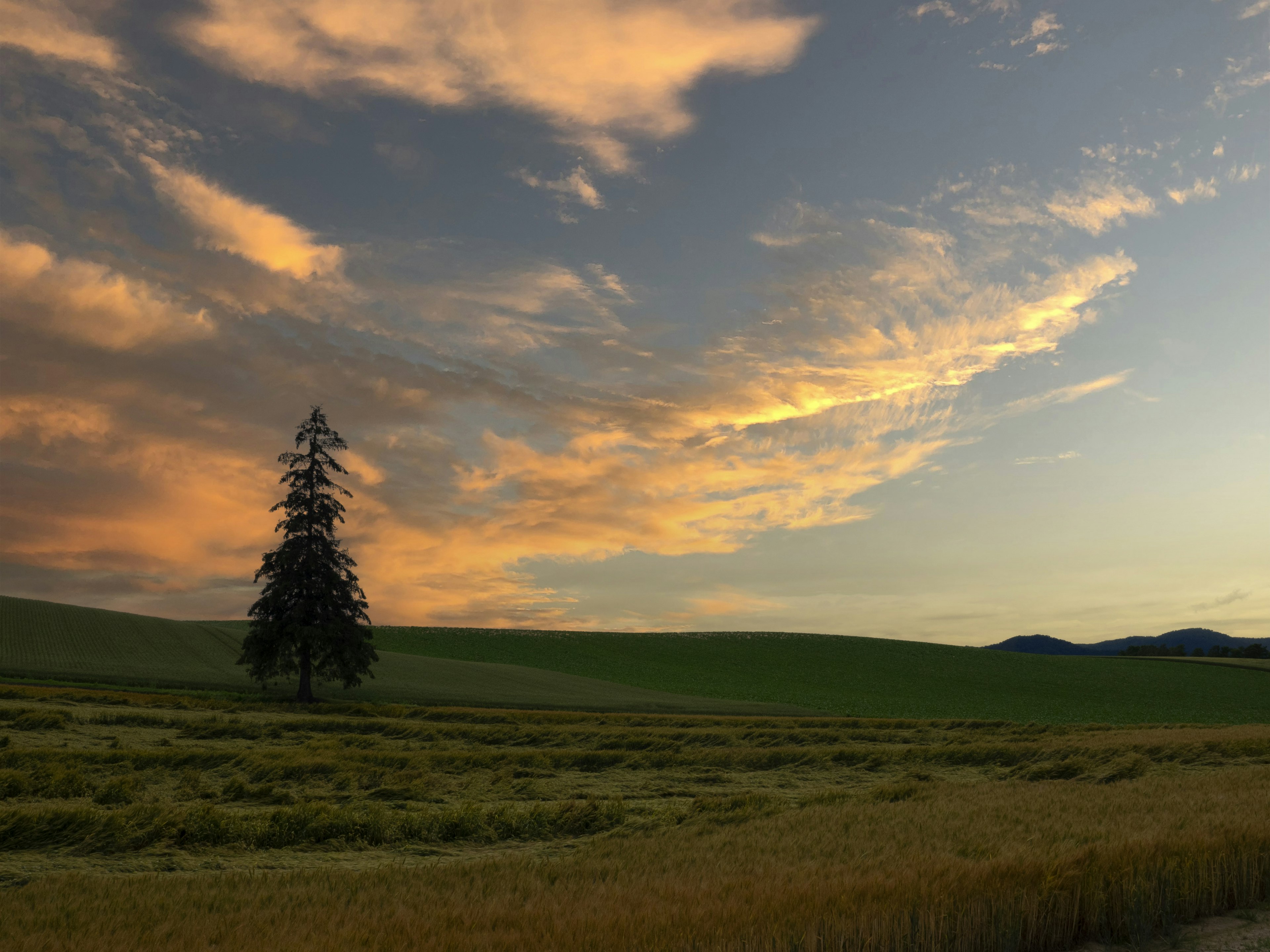 Bellissimo paesaggio con cielo al tramonto e un albero solitario