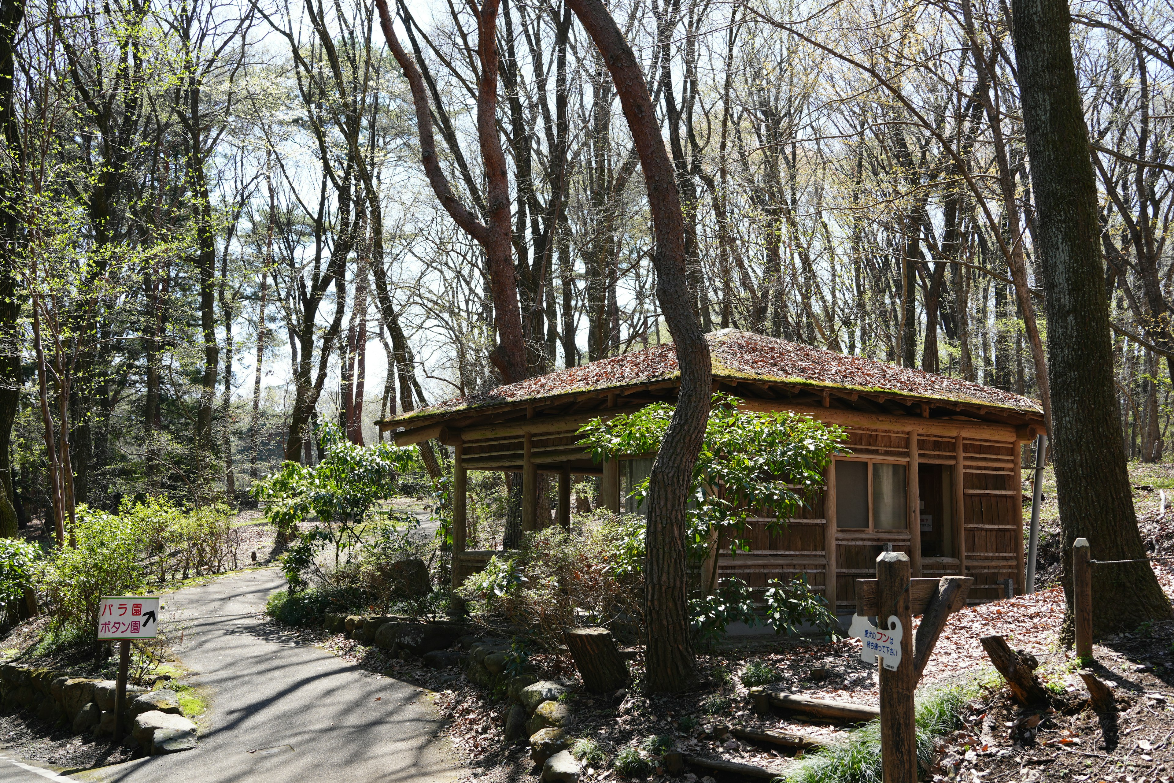 Cabaña de madera en un bosque con un sendero sinuoso