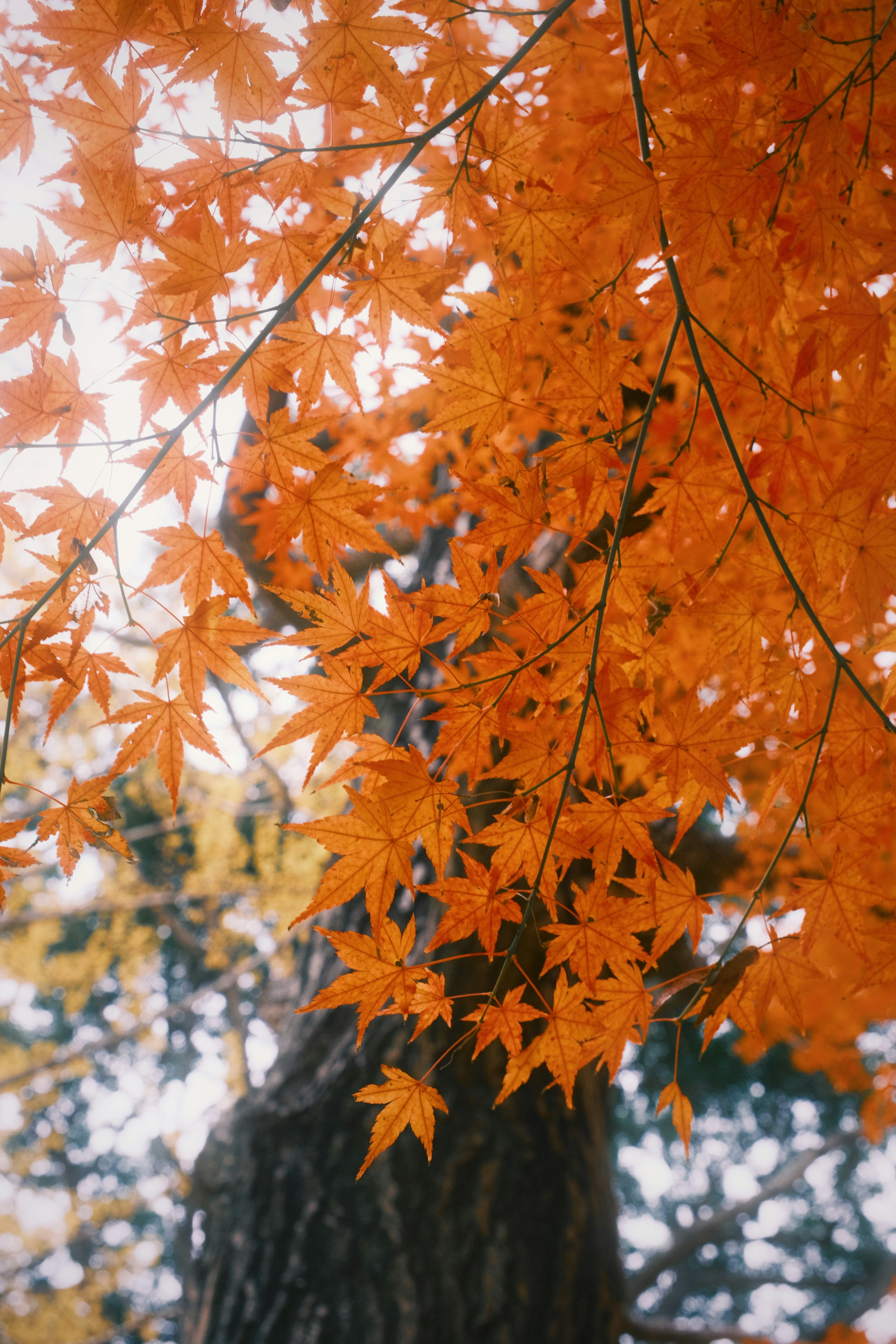 Lebendige orange Ahornblätter dicht an einem Baum gruppiert