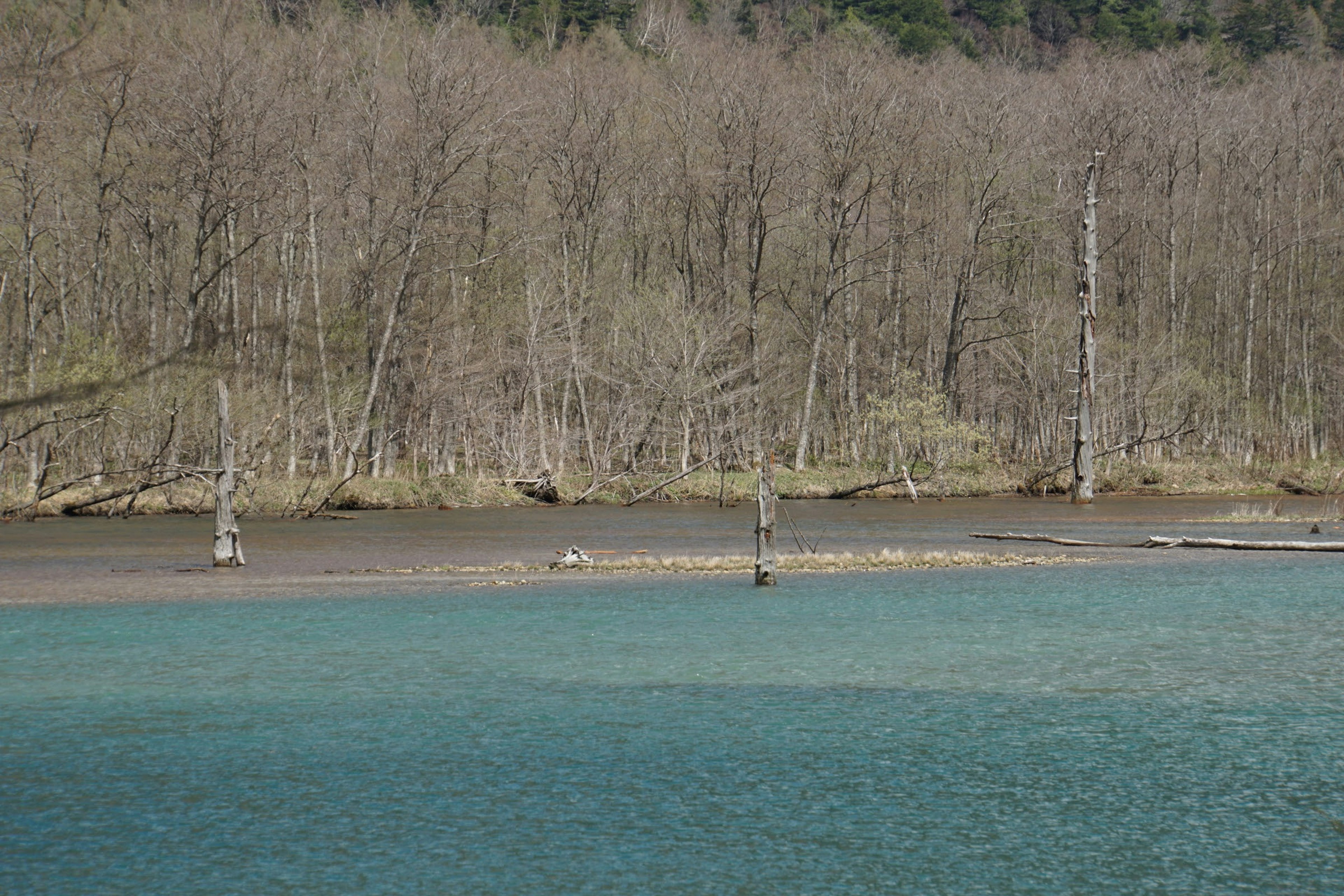 Surface d'eau sereine avec des arbres nus en arrière-plan