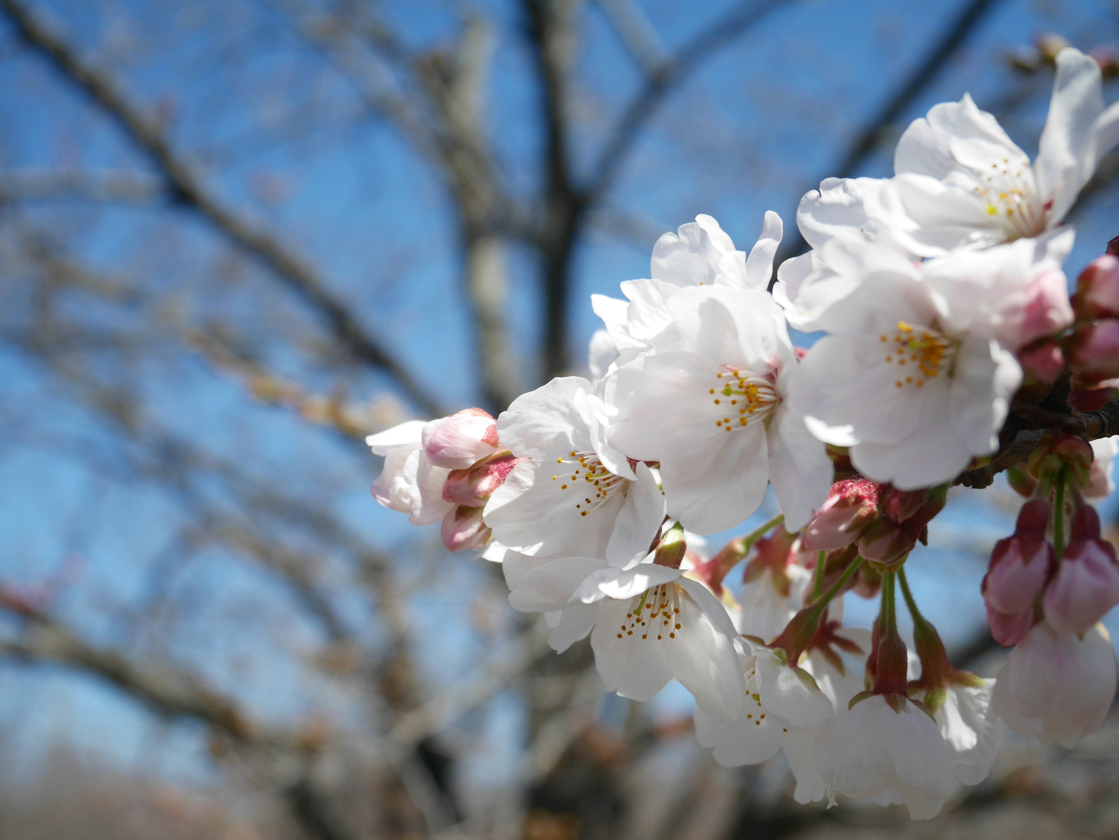 Kirschblüten und Knospen blühen unter einem blauen Himmel