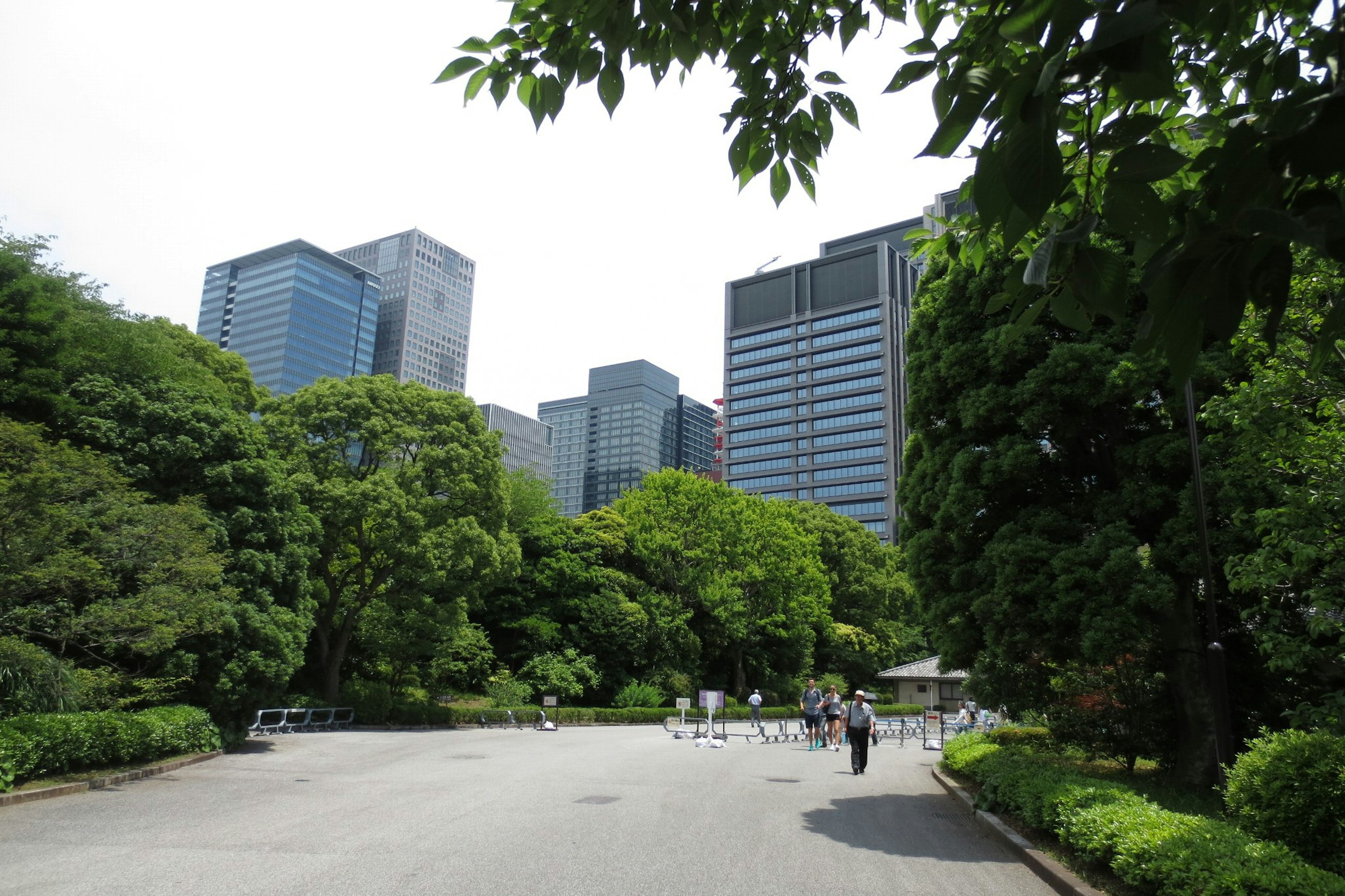 View of a lush park with skyscrapers in the background