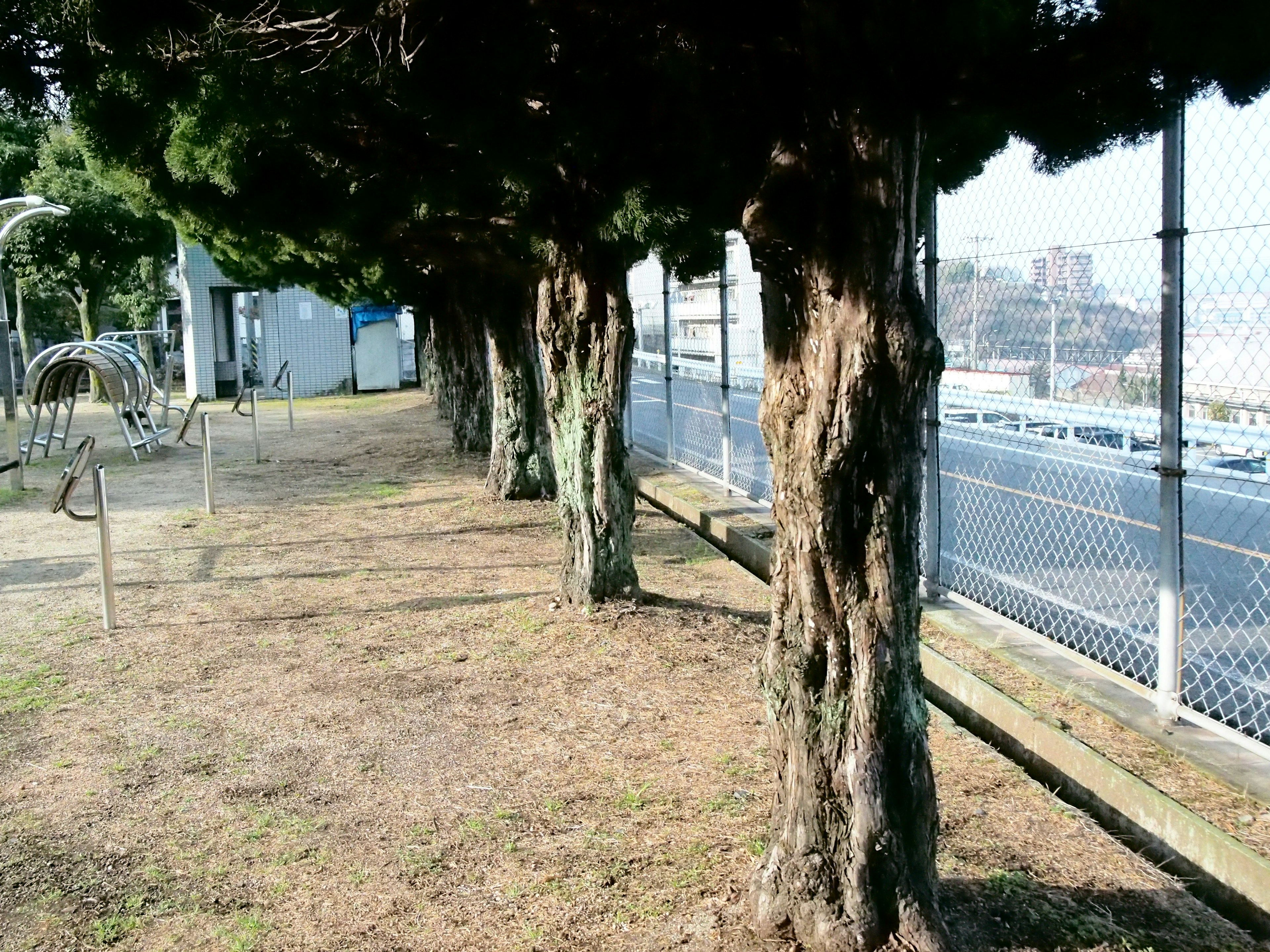 Reihe von Bäumen entlang eines Zauns in einem Park