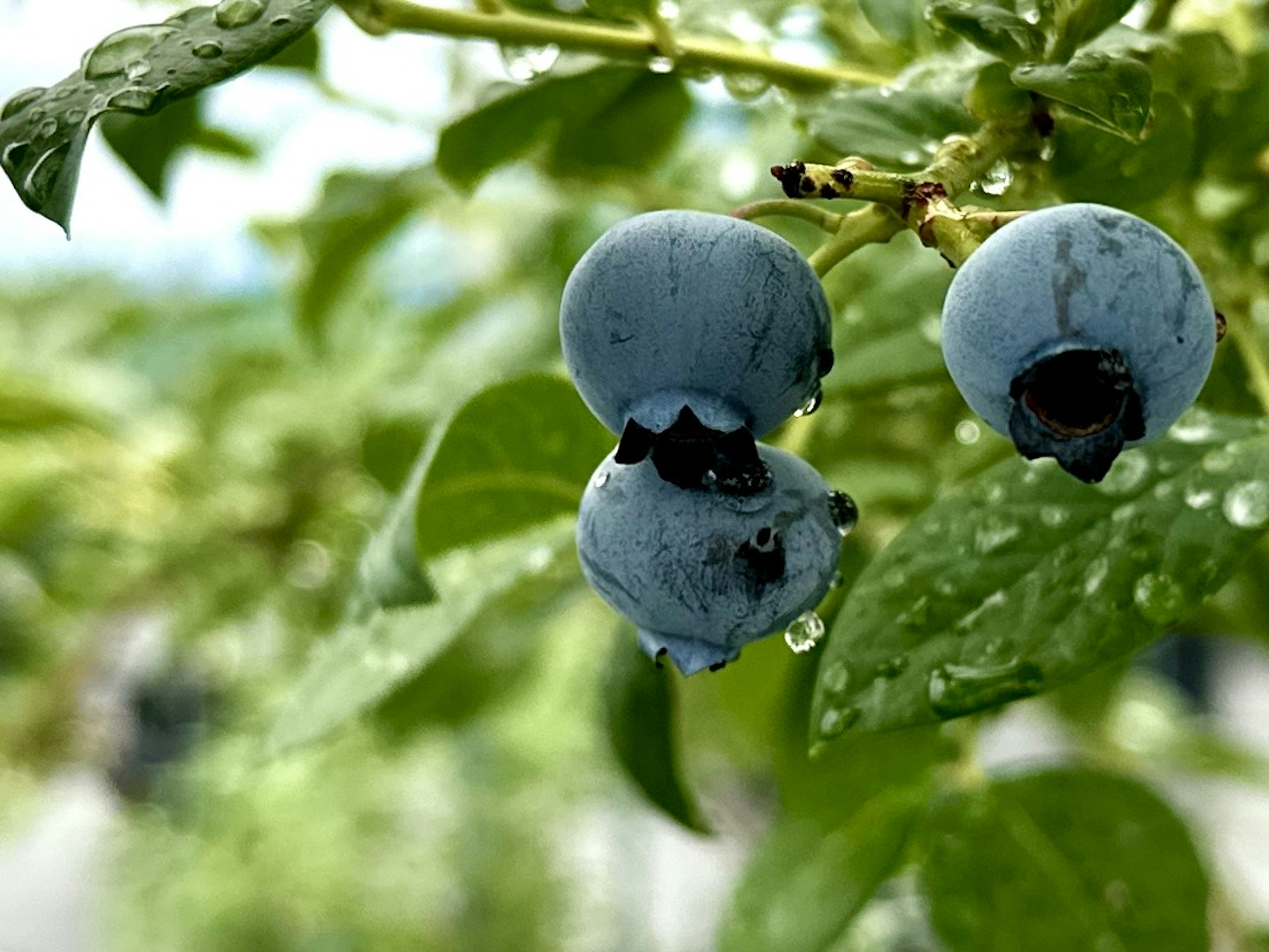 Arándanos con gotas de agua en una planta