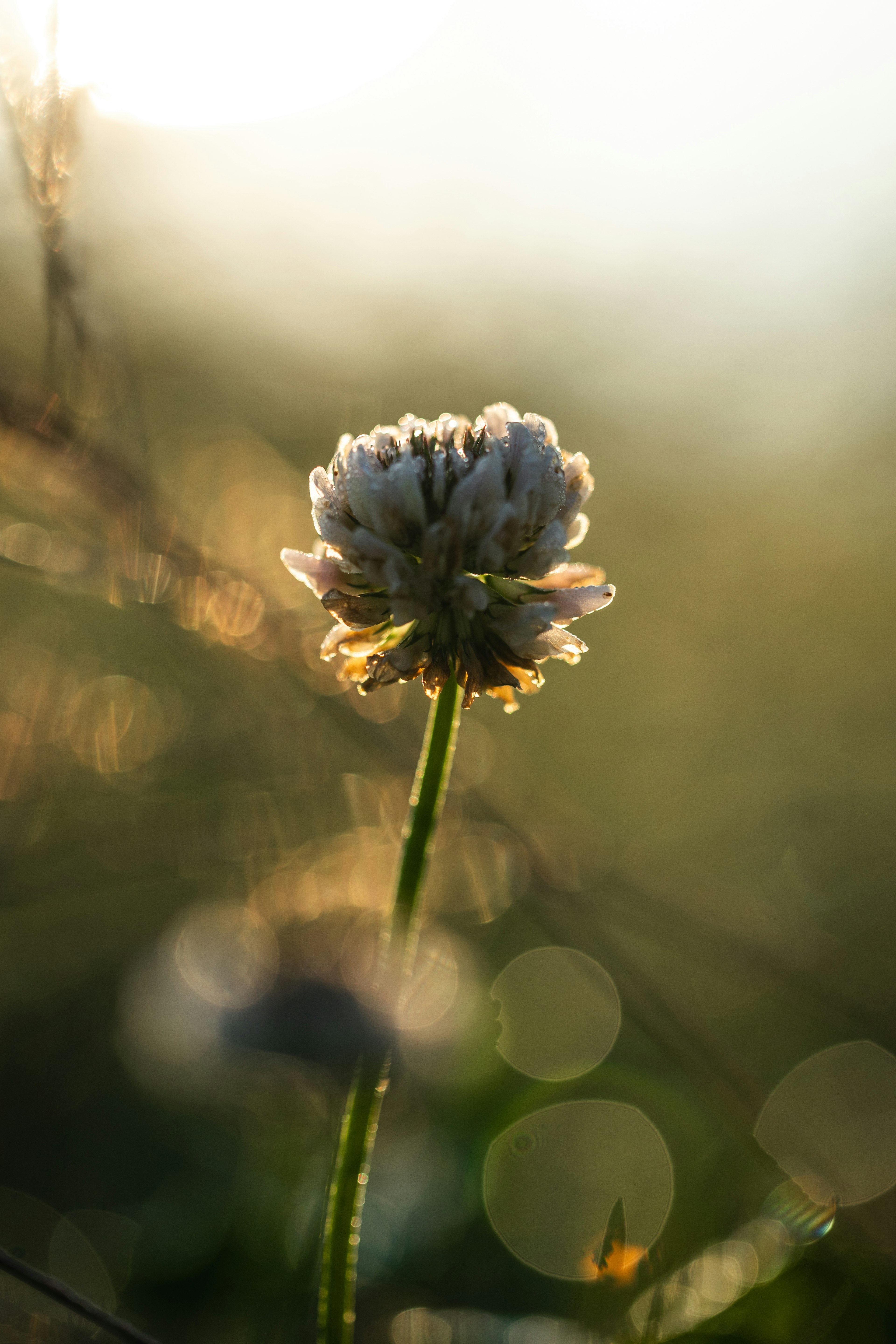 A white clover flower illuminated by soft light stands out against a blurred green background