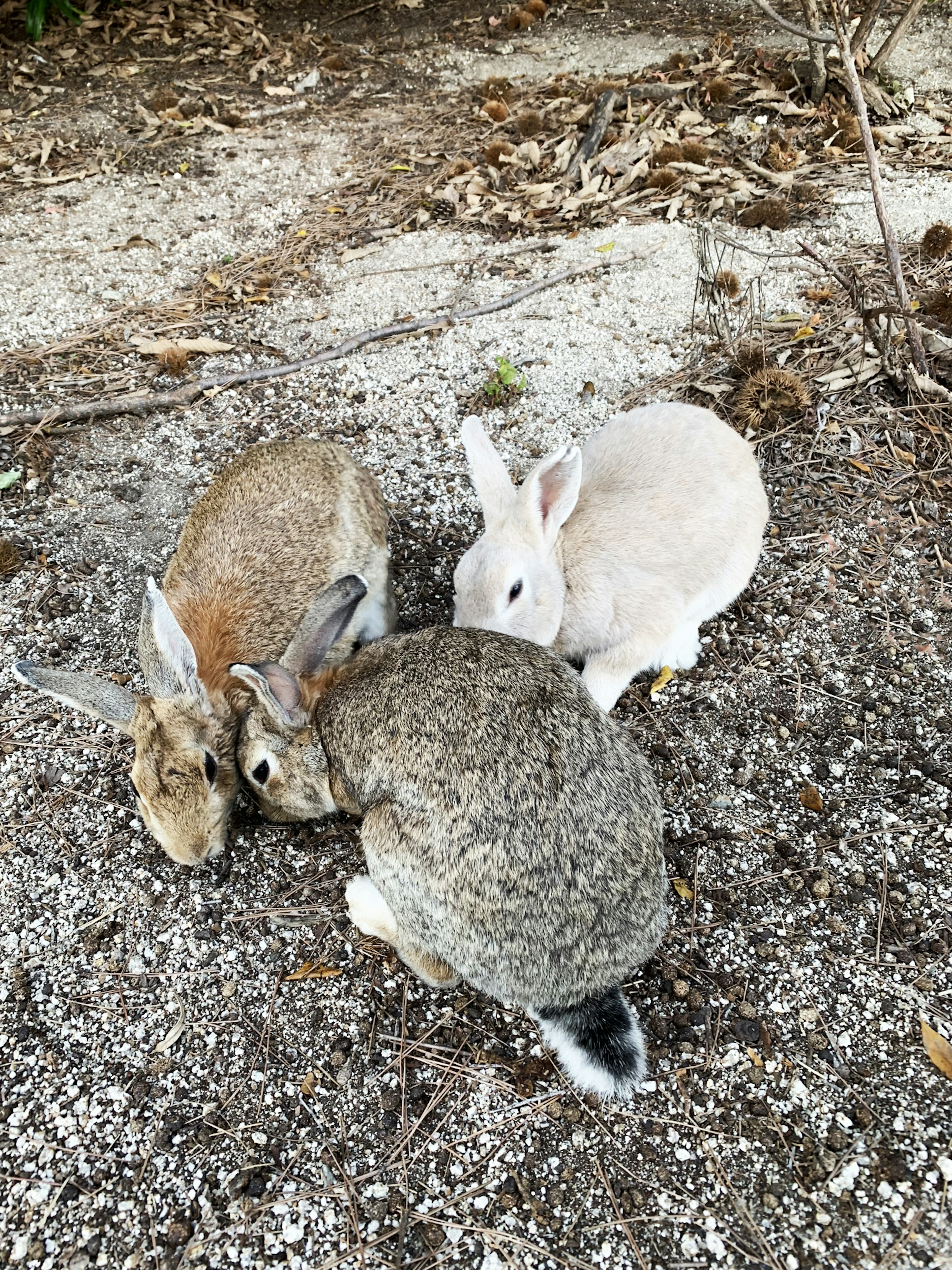 Three rabbits cuddling on gravel ground