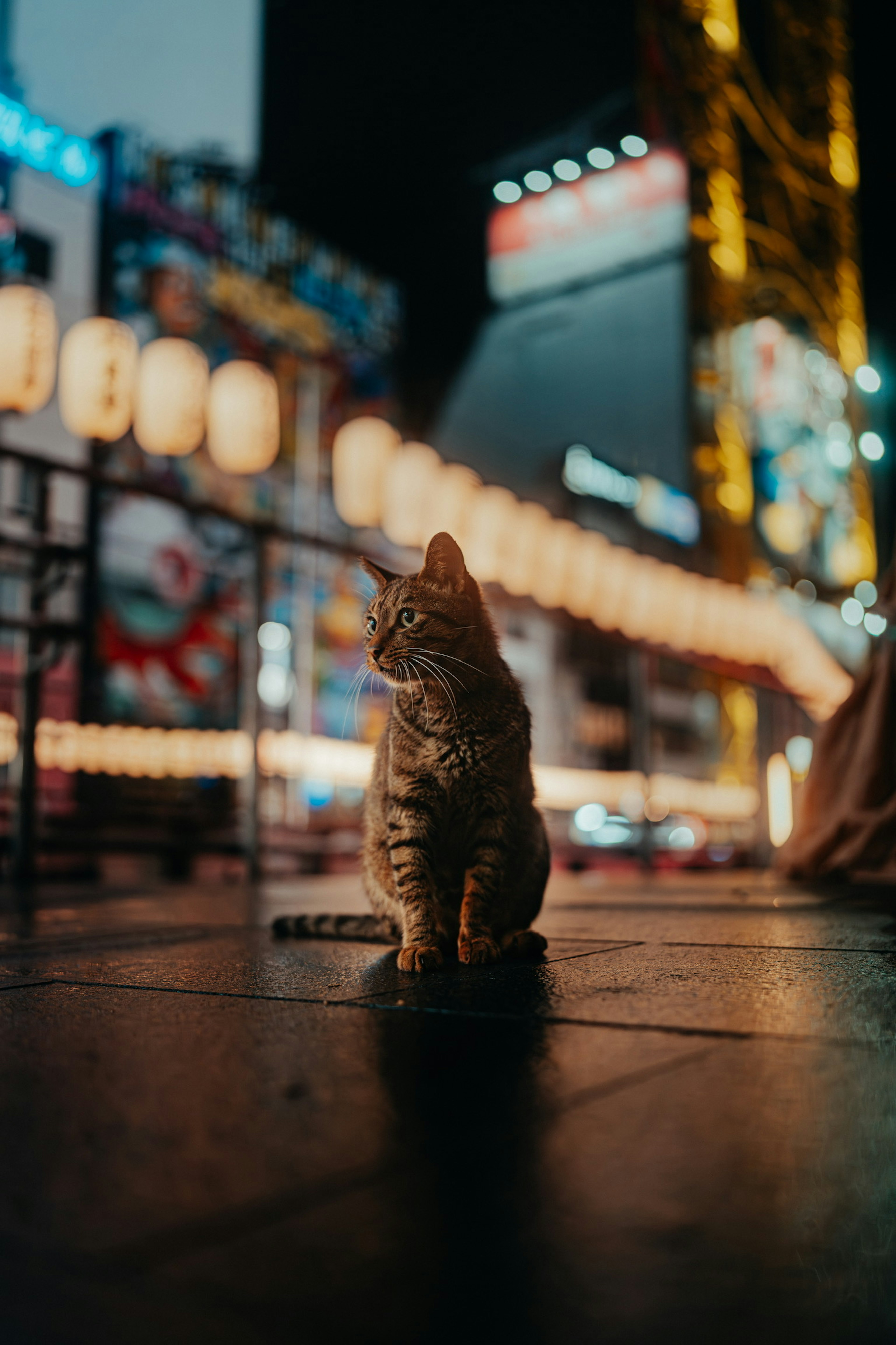 Katze sitzt vor leuchtenden Laternen in einer Stadt bei Nacht