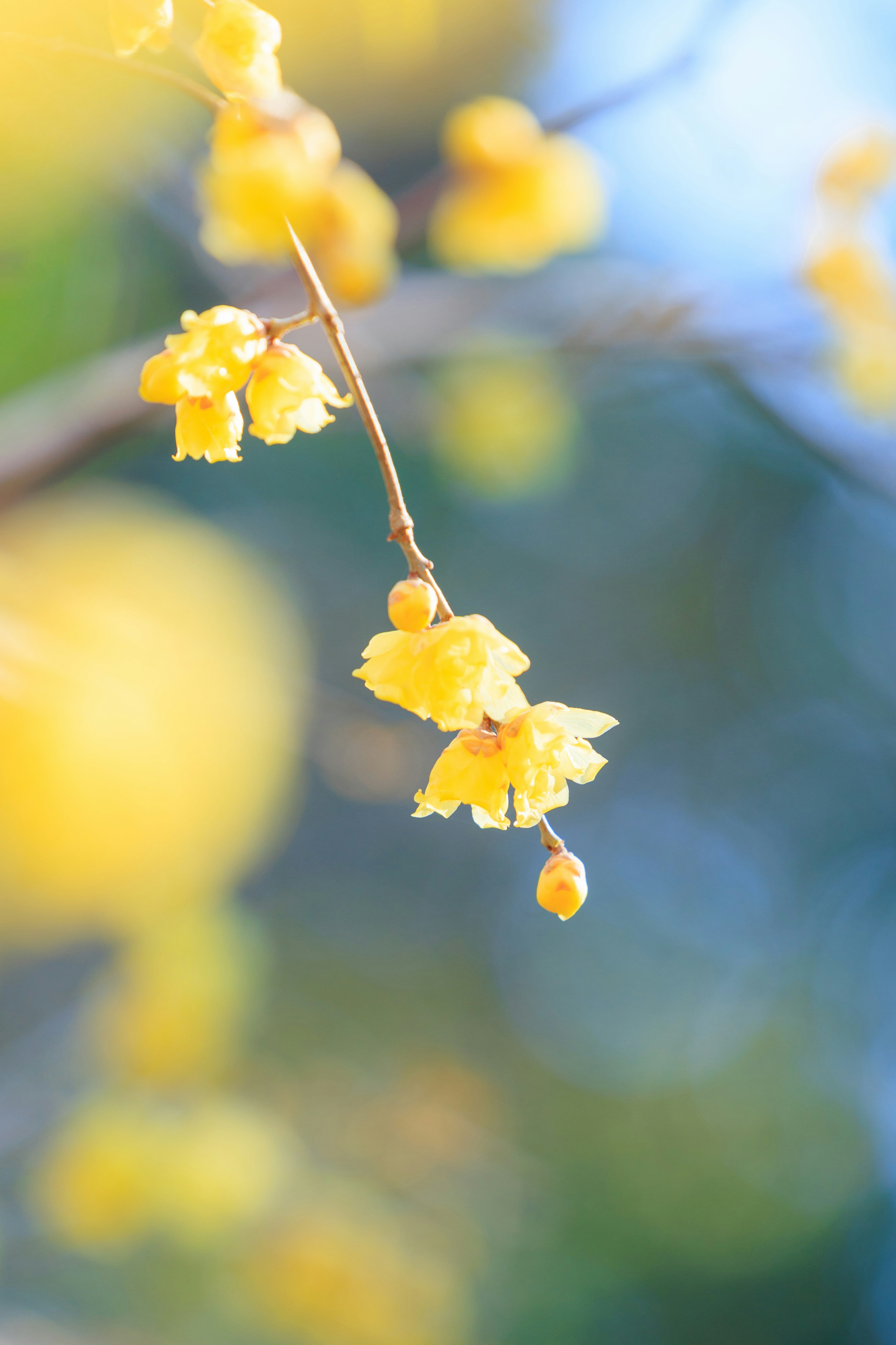 黄色の花が咲いている枝のクローズアップ