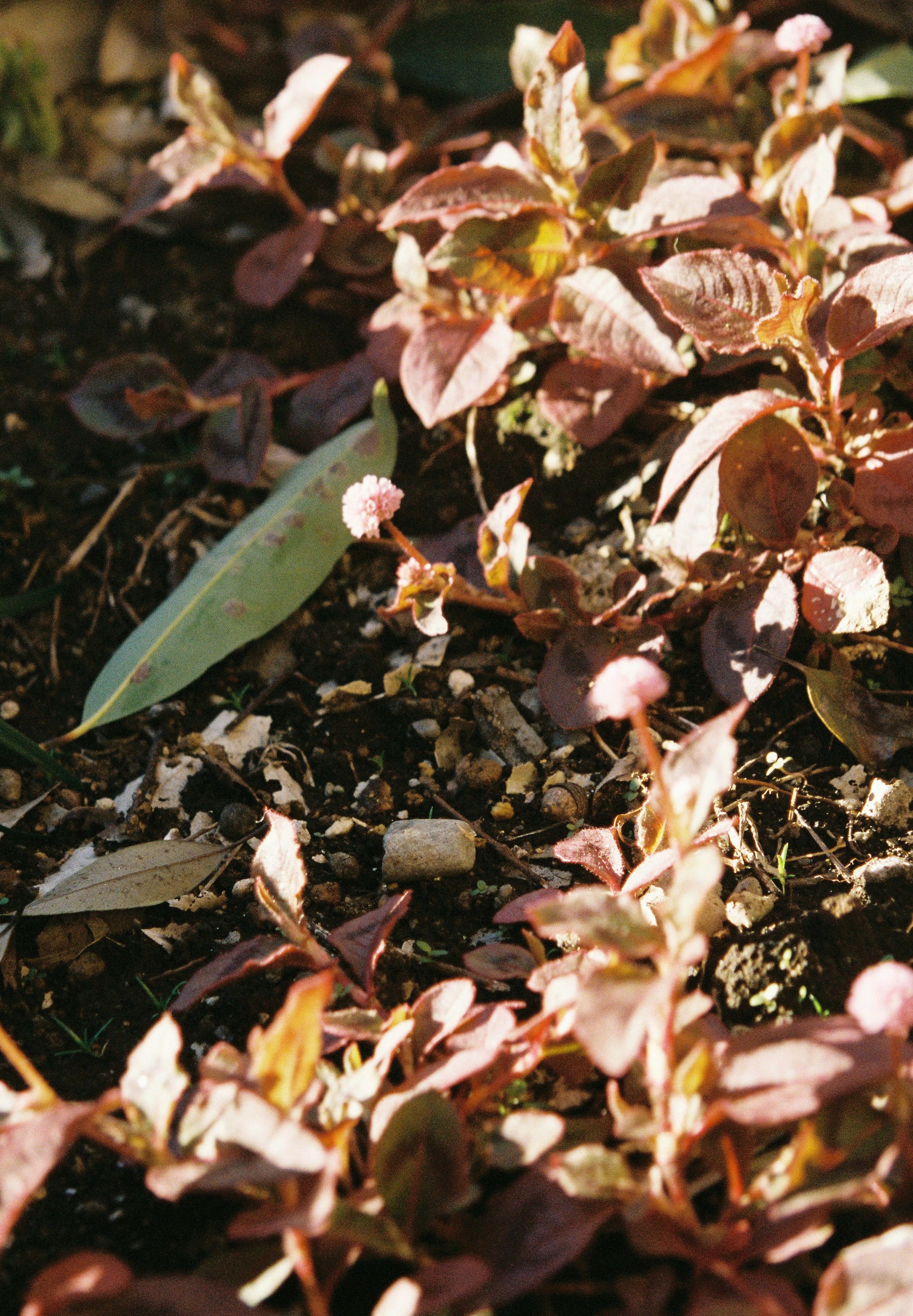 Primer plano de plantas con hojas rojizas sobre el suelo