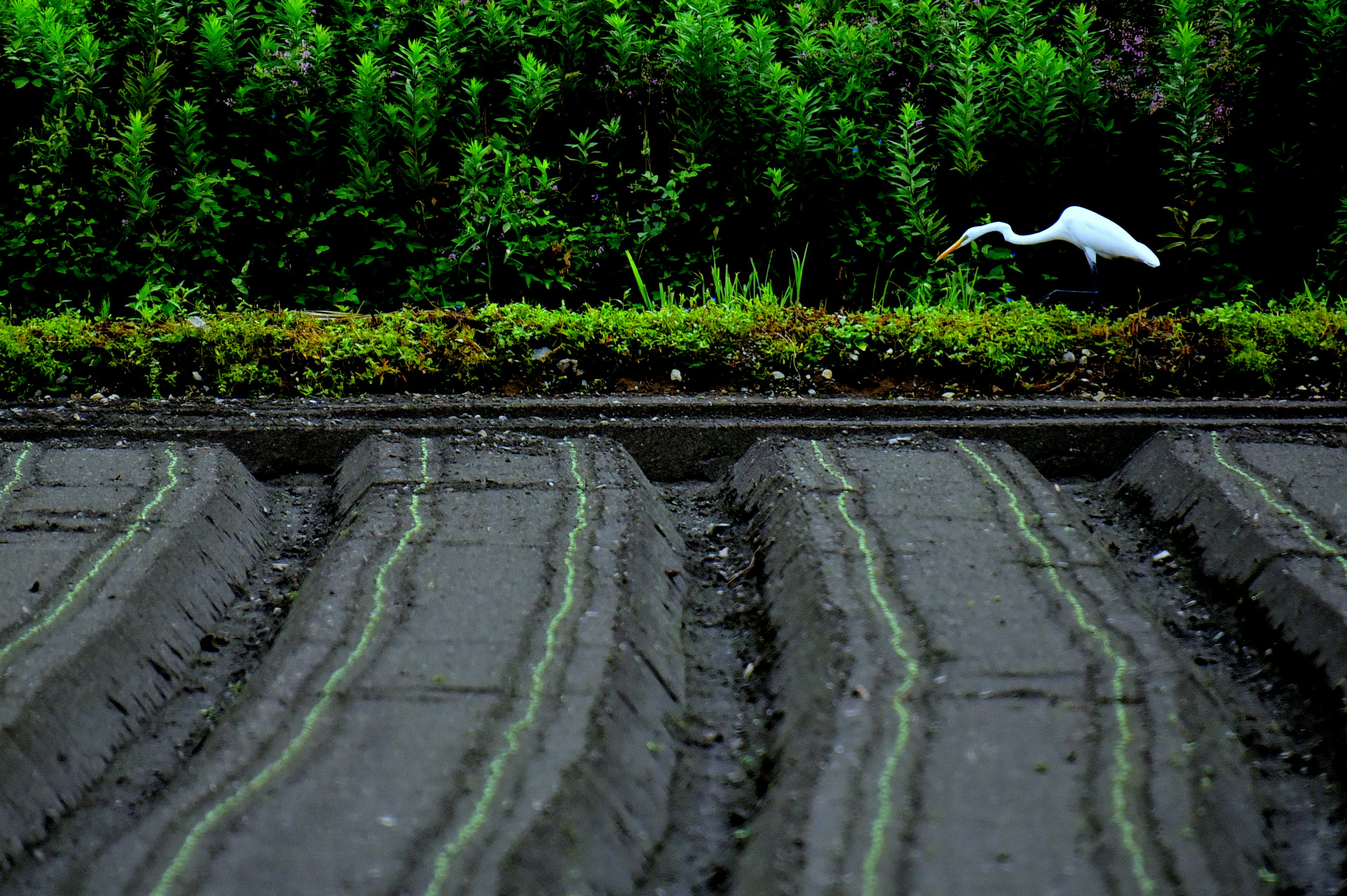 Un héron blanc volant sur un fond vert de terres agricoles