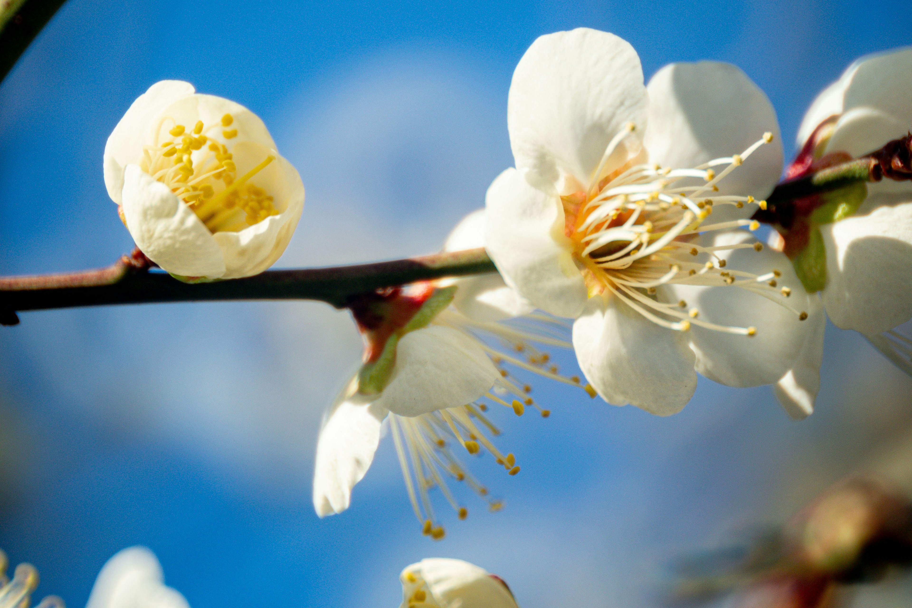 Nahaufnahme von Pflaumenblüten mit weißen Blütenblättern vor blauem Himmel