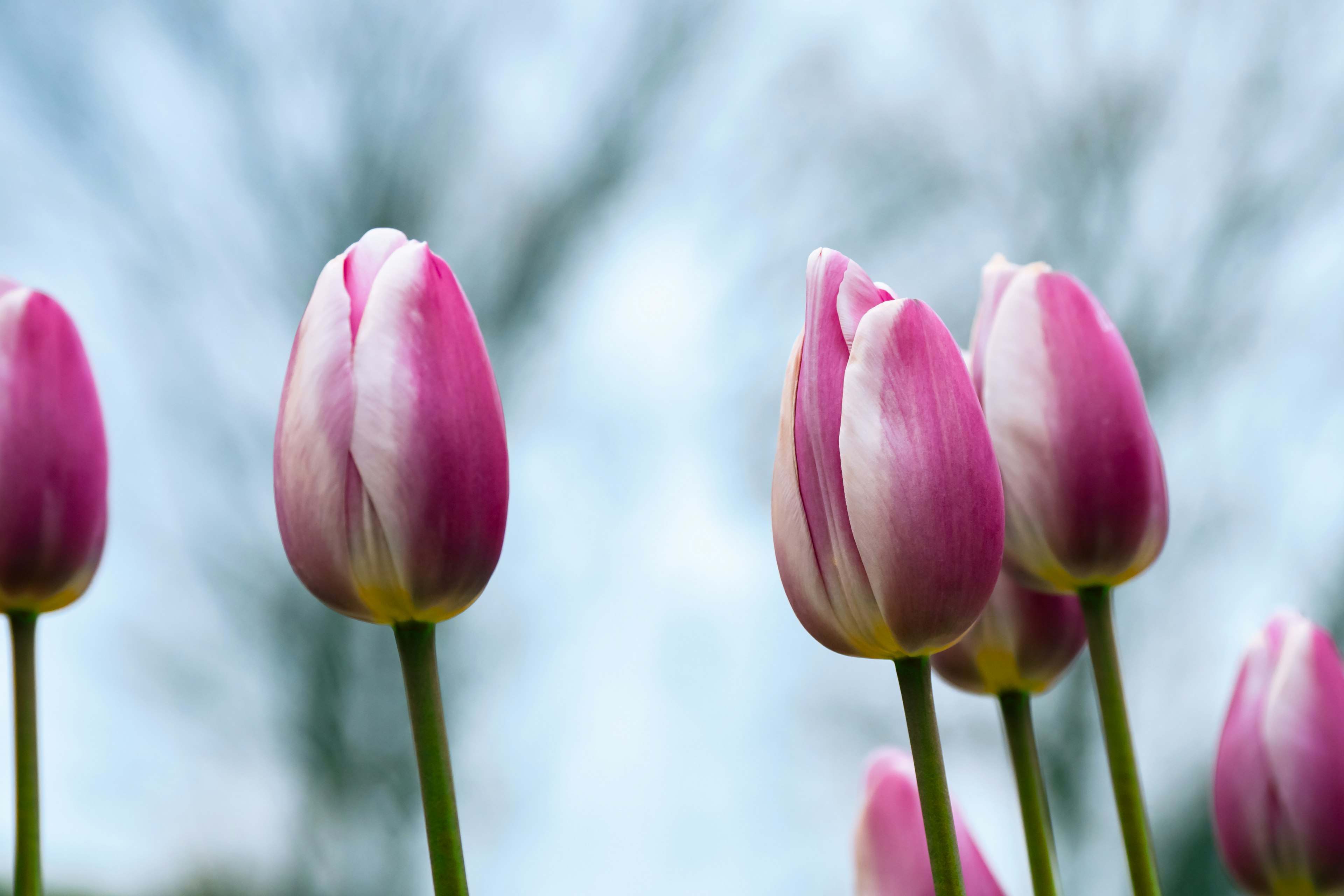 Buds de tulipanes rosas dispuestos contra un fondo de cielo azul