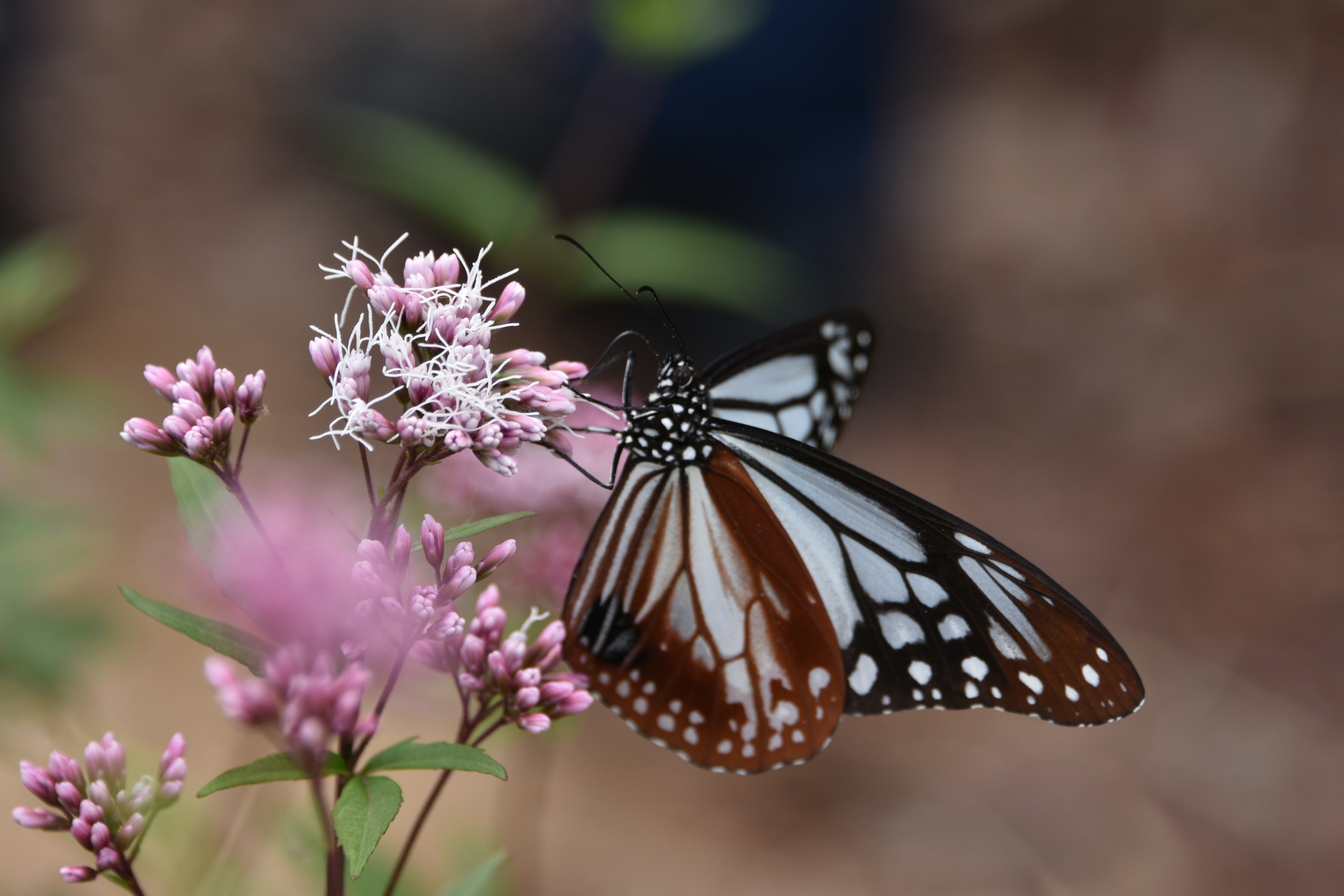 A monarch butterfly perched on small pink flowers showcasing intricate patterns