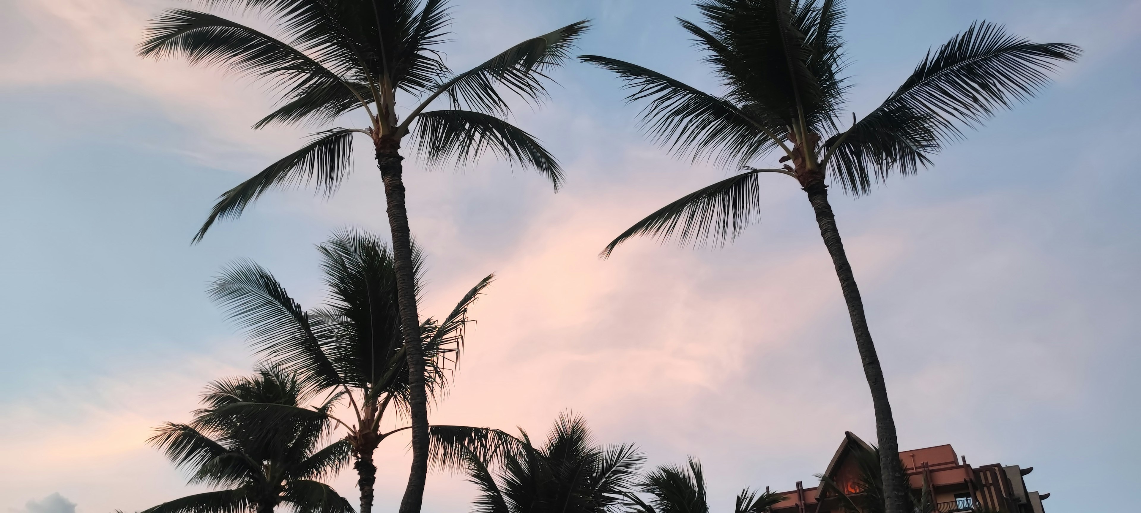 Siluet pohon kelapa di latar belakang langit senja