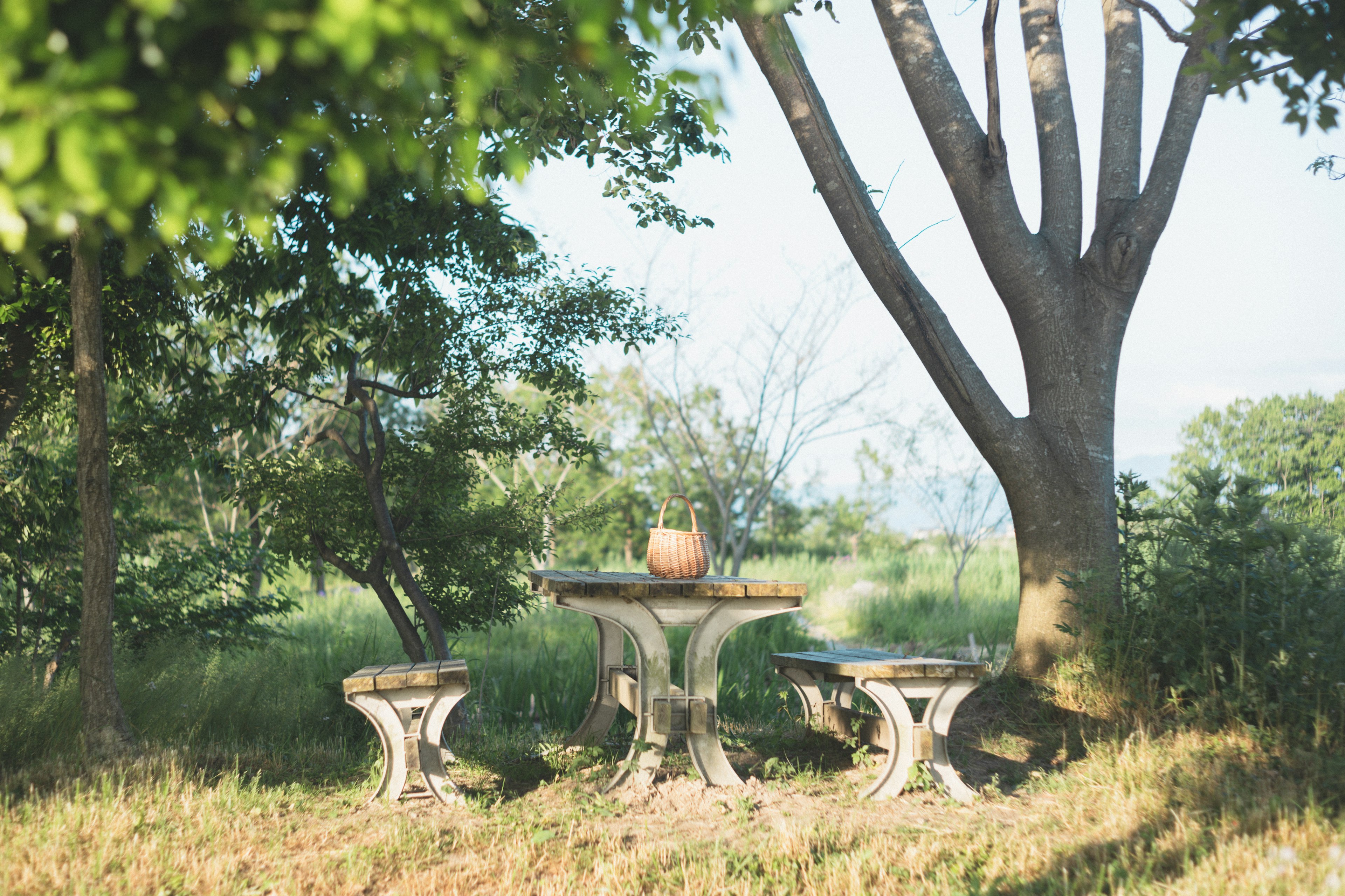 Garden seating area with a table and chairs under a large tree featuring a ceramic vase