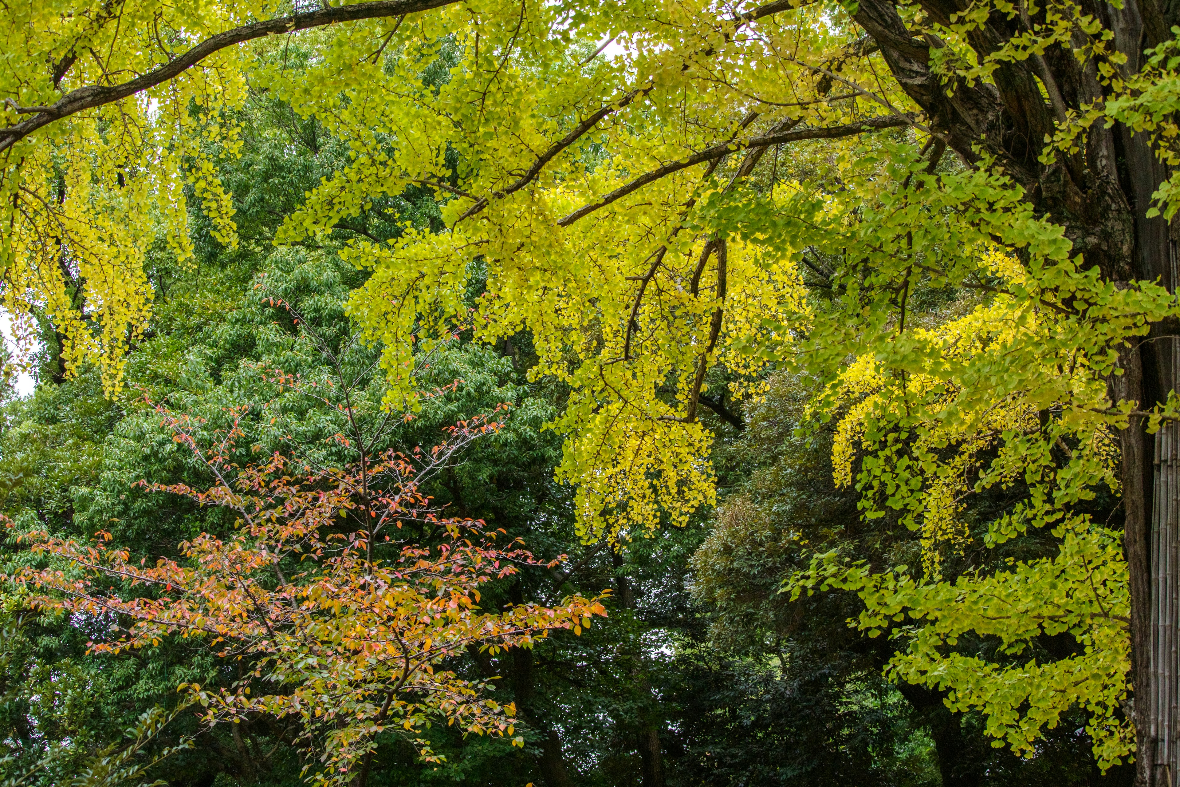 Fogliame autunnale con foglie gialle e verdi sugli alberi