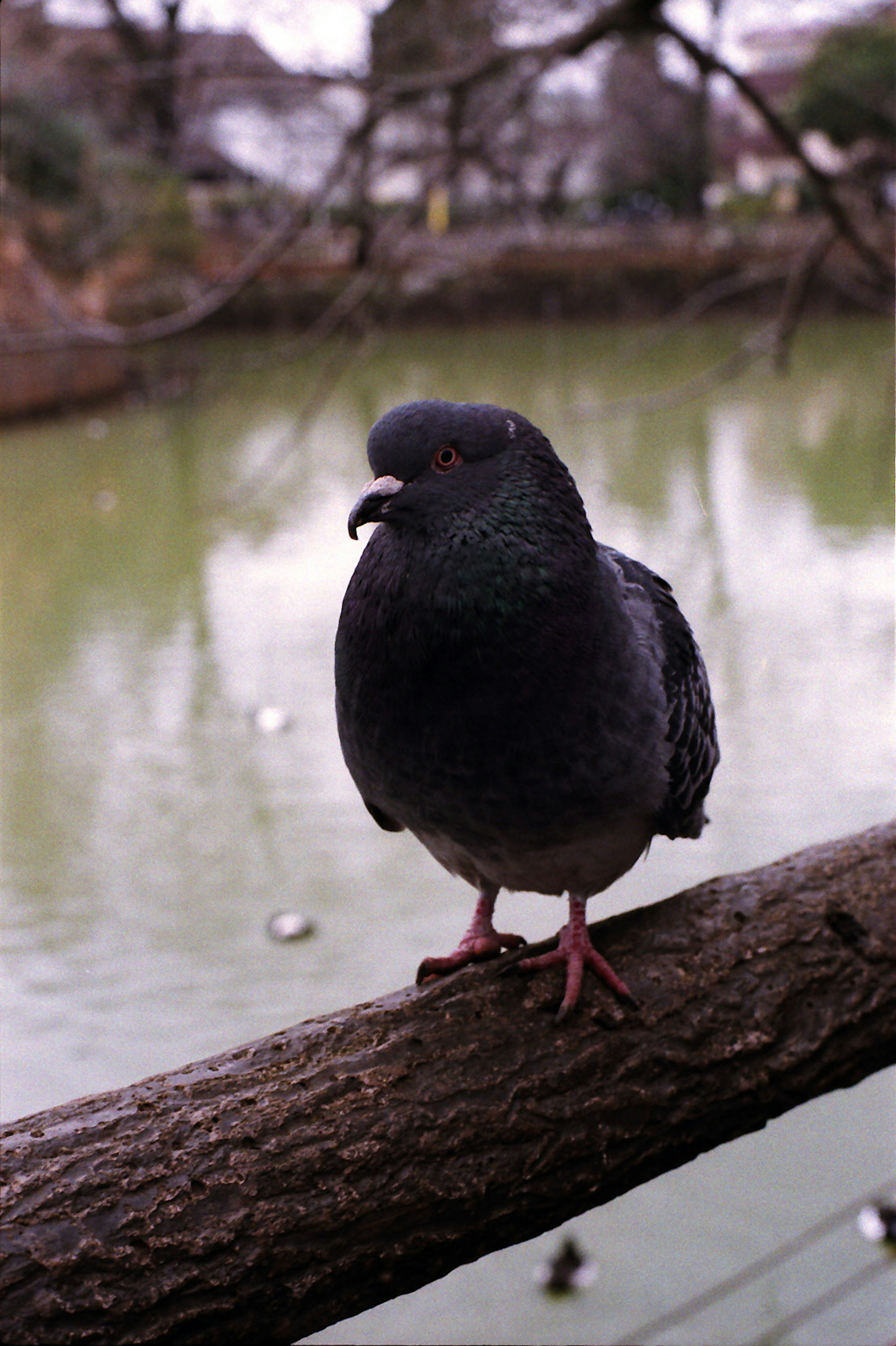 A black pigeon perched on a branch near a pond