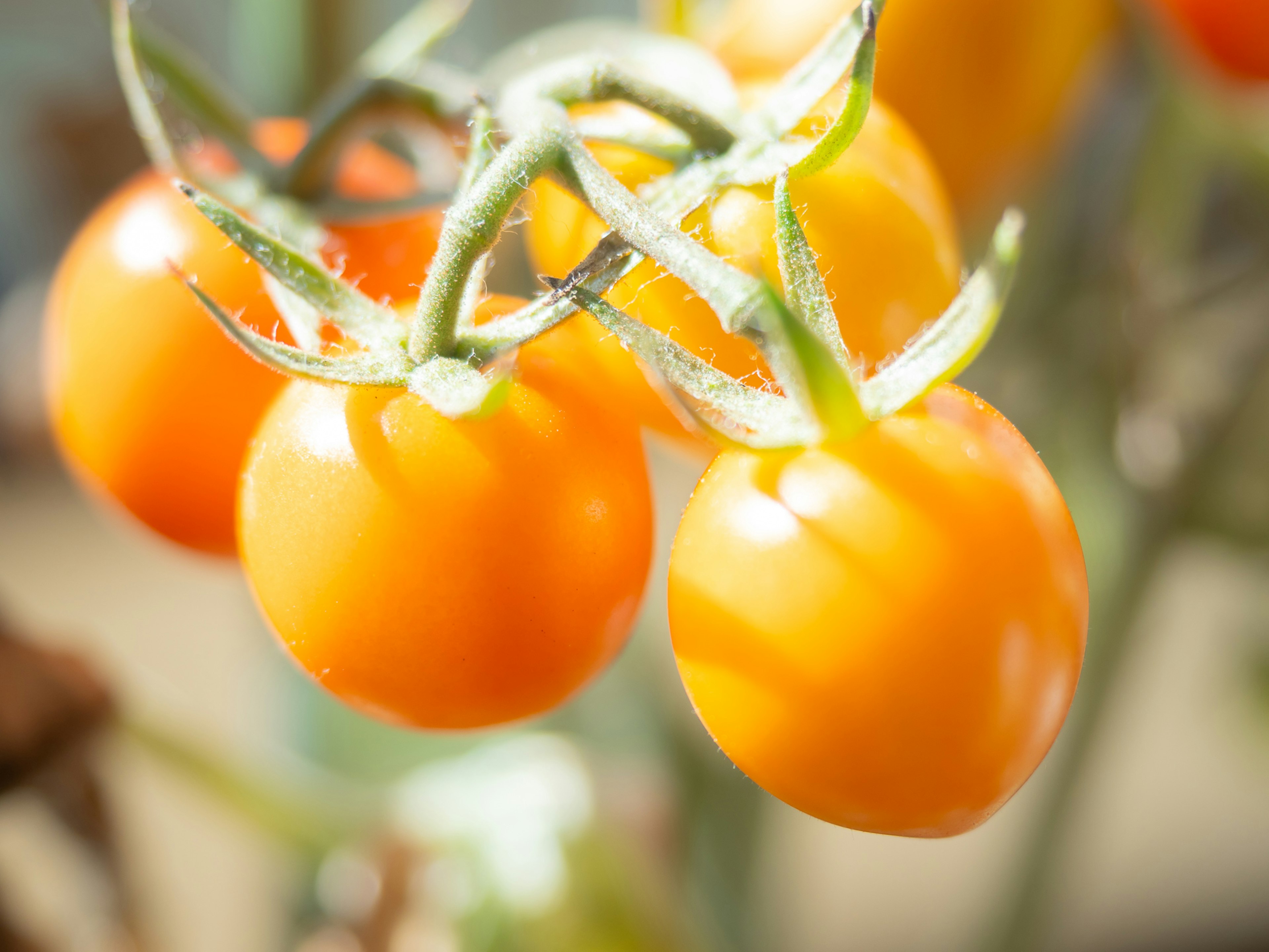 Image en gros plan de tomates cerises jaunes