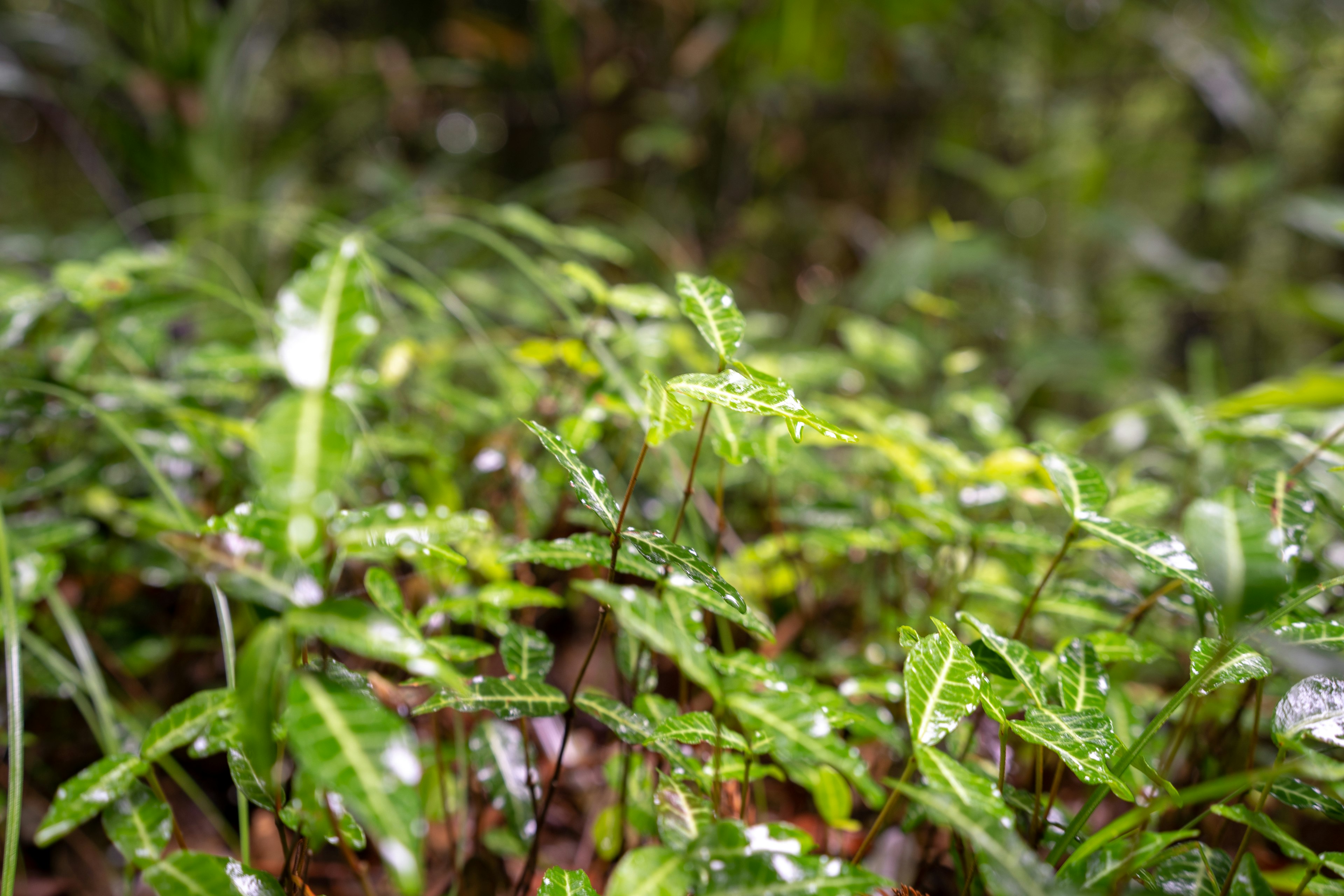 Close-up daun hijau dengan tetesan air di tanaman