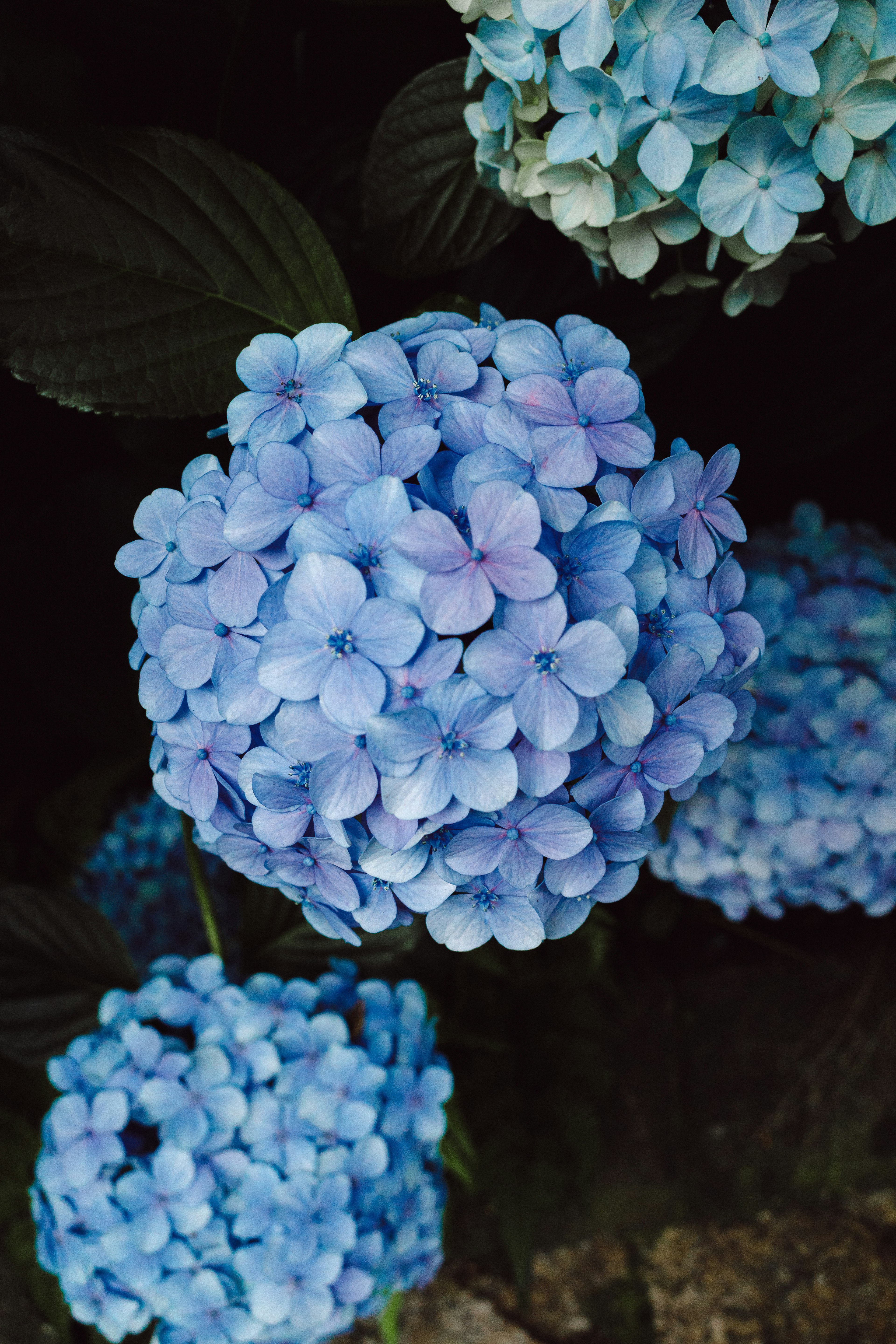 Groupe de fleurs d'hortensia bleues en pleine floraison