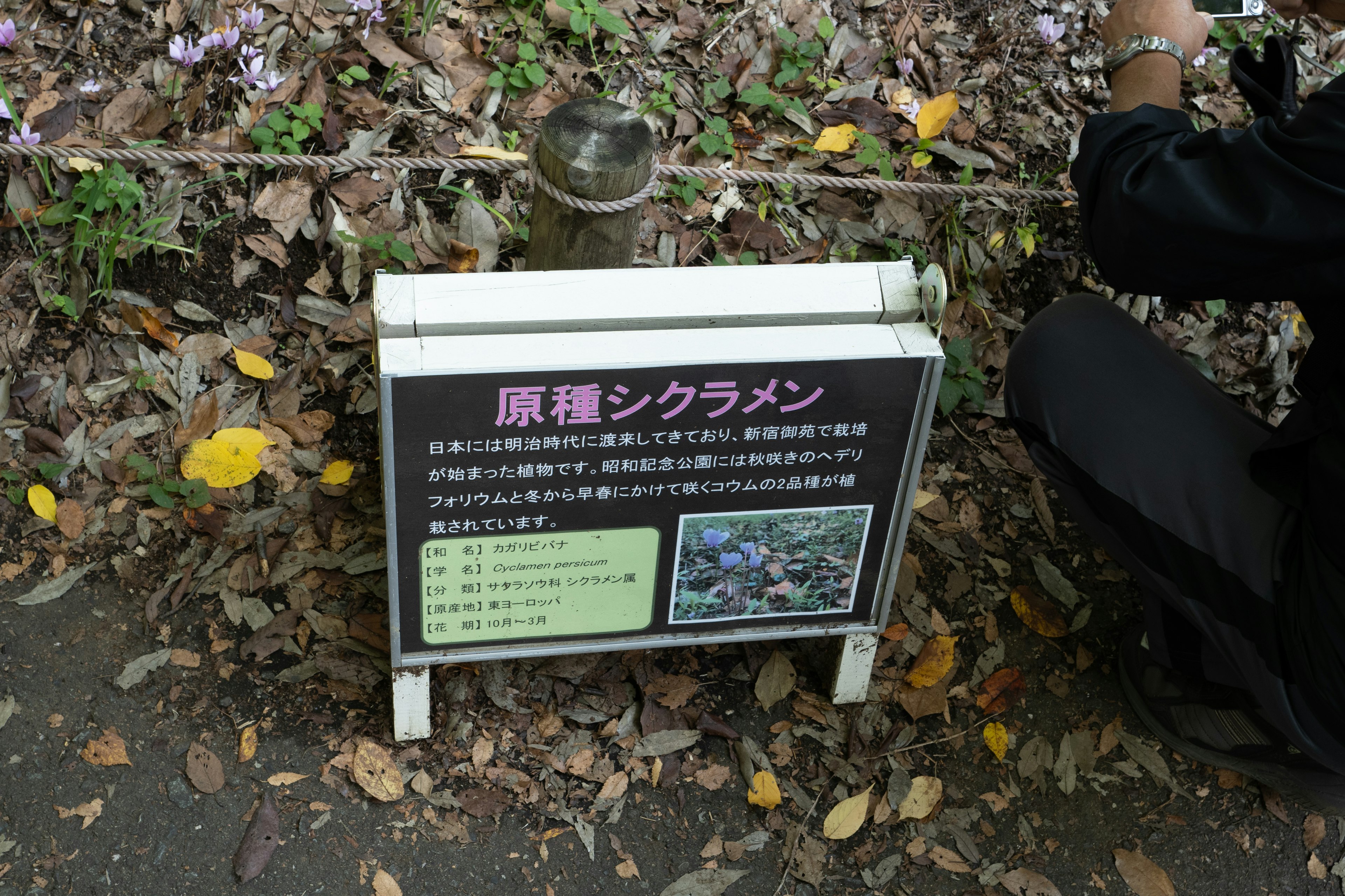 A person kneeling next to an information sign surrounded by fallen leaves and flowers