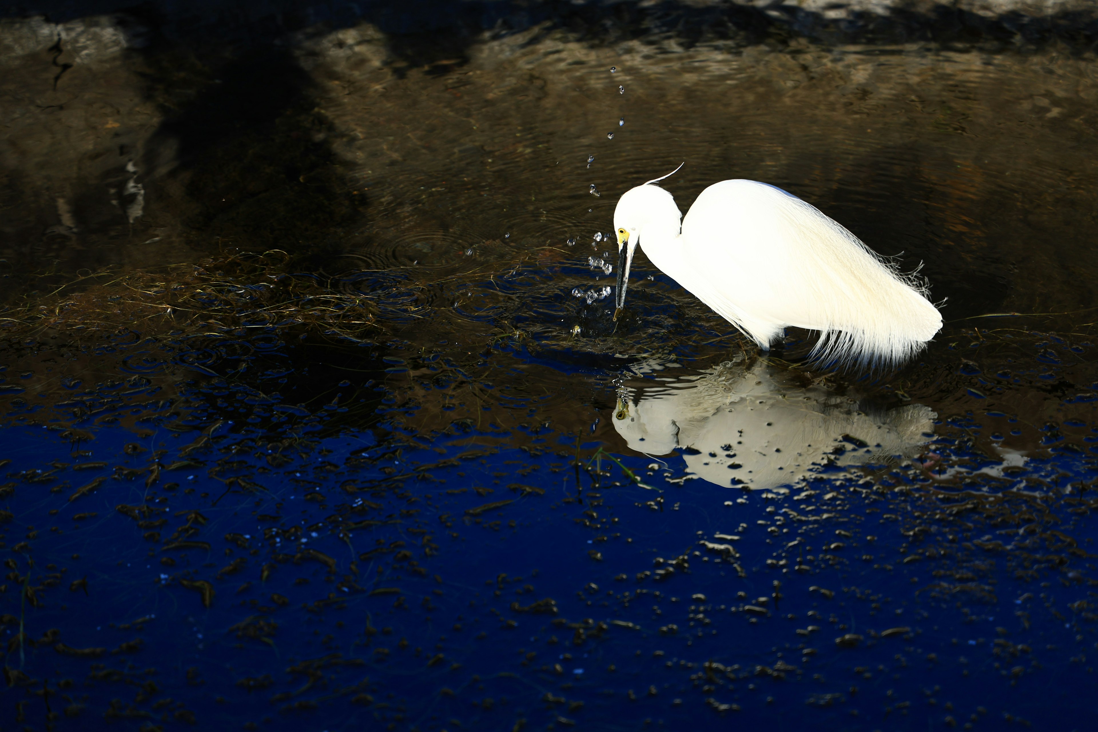 Ein weißer Reiher, der in einer reflektierenden blauen Wasserumgebung nach Fischen jagt