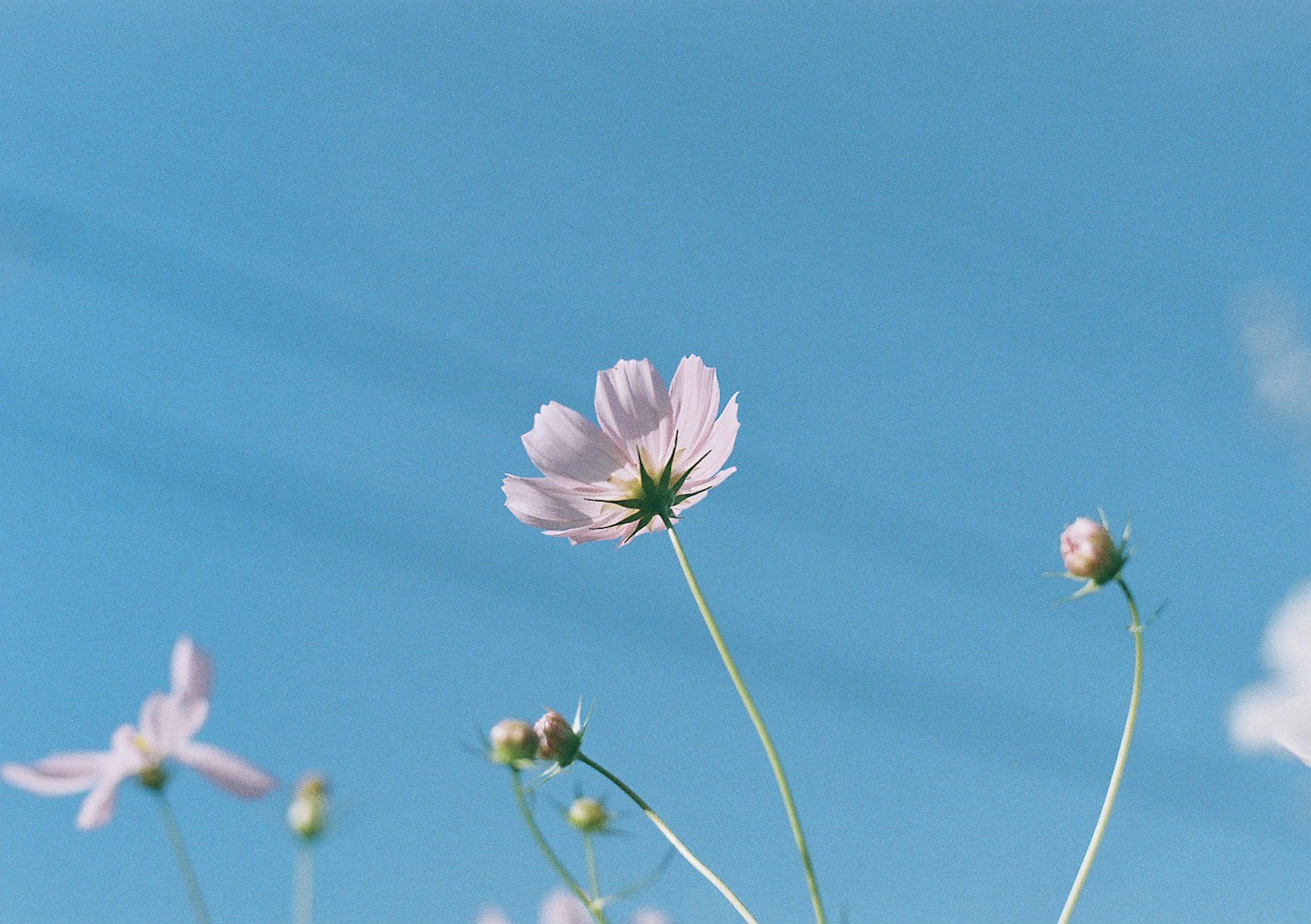 青空を背景にした淡いピンクの花とつぼみ