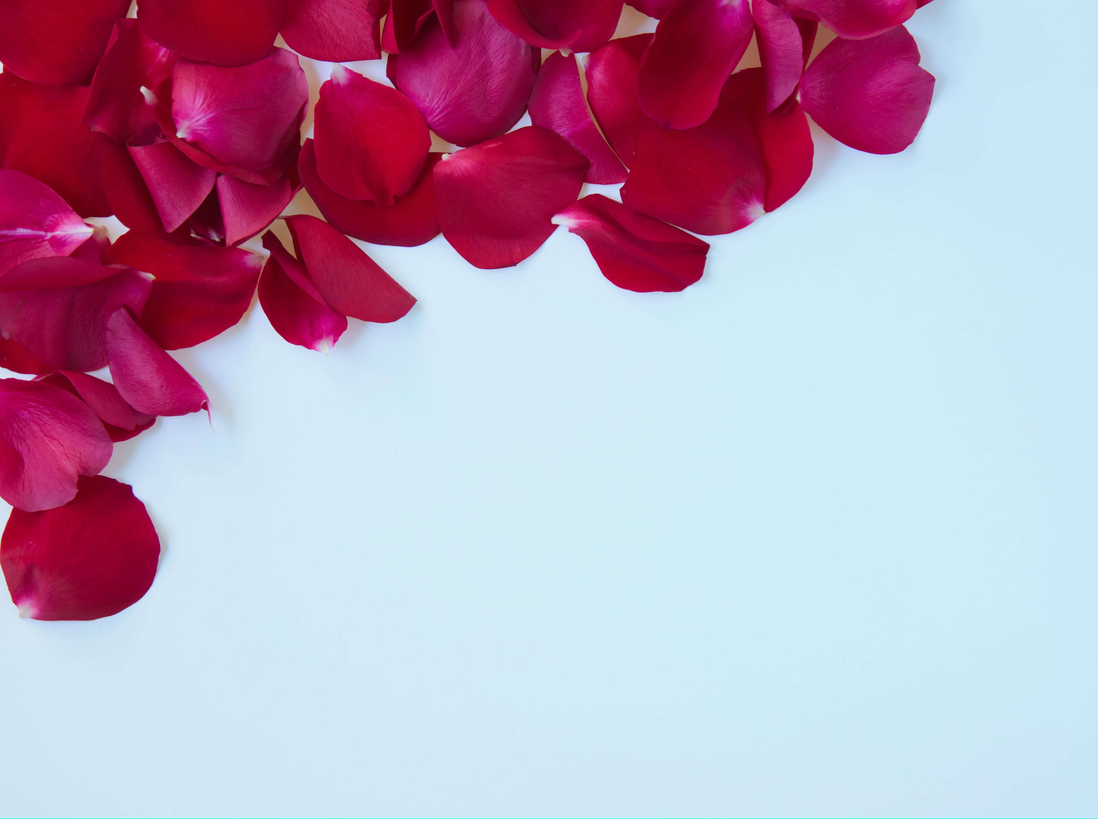 Pétales de rose rouges éparpillés sur un fond blanc