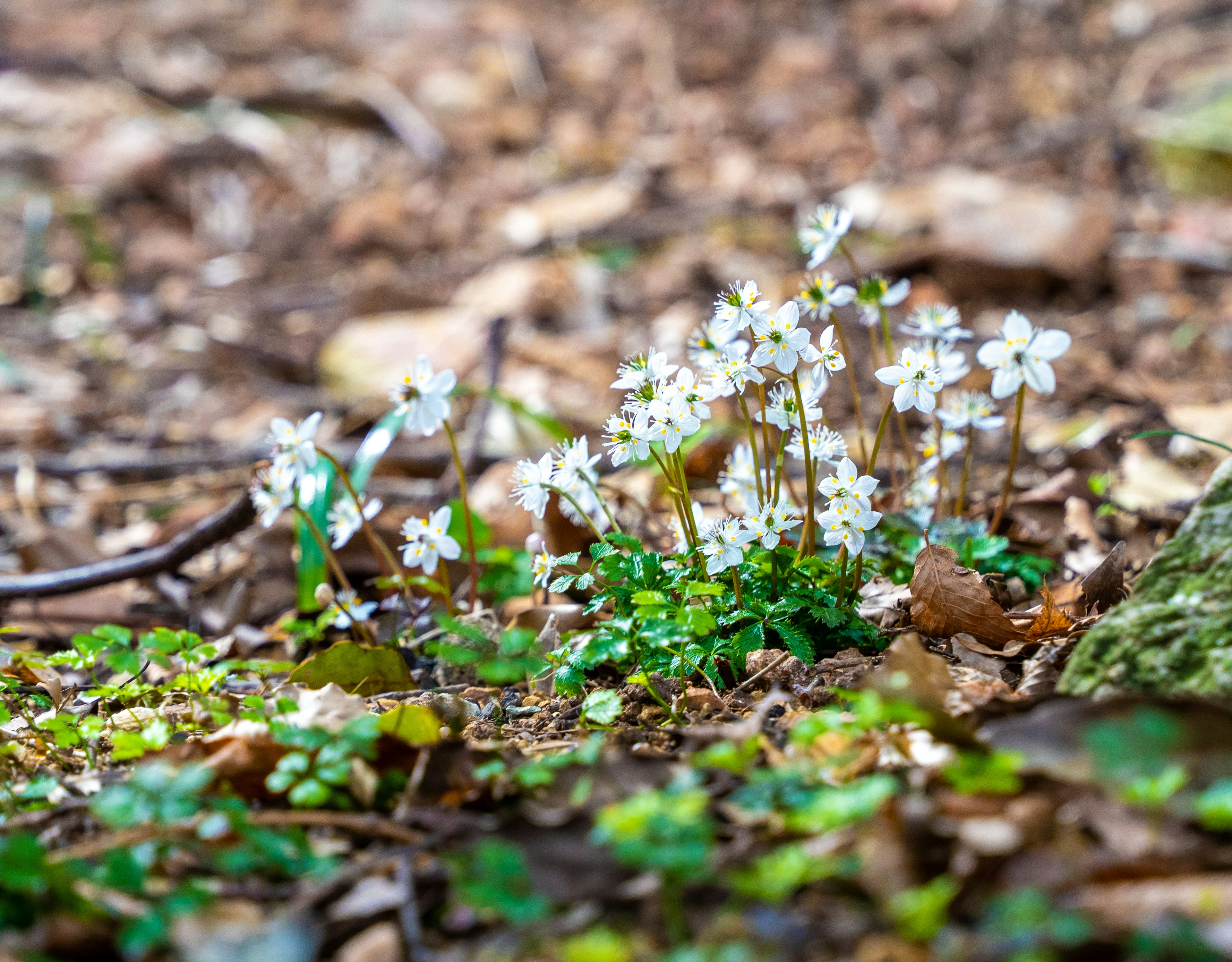 Ansammlung von weißen Blumen, die am Waldboden blühen