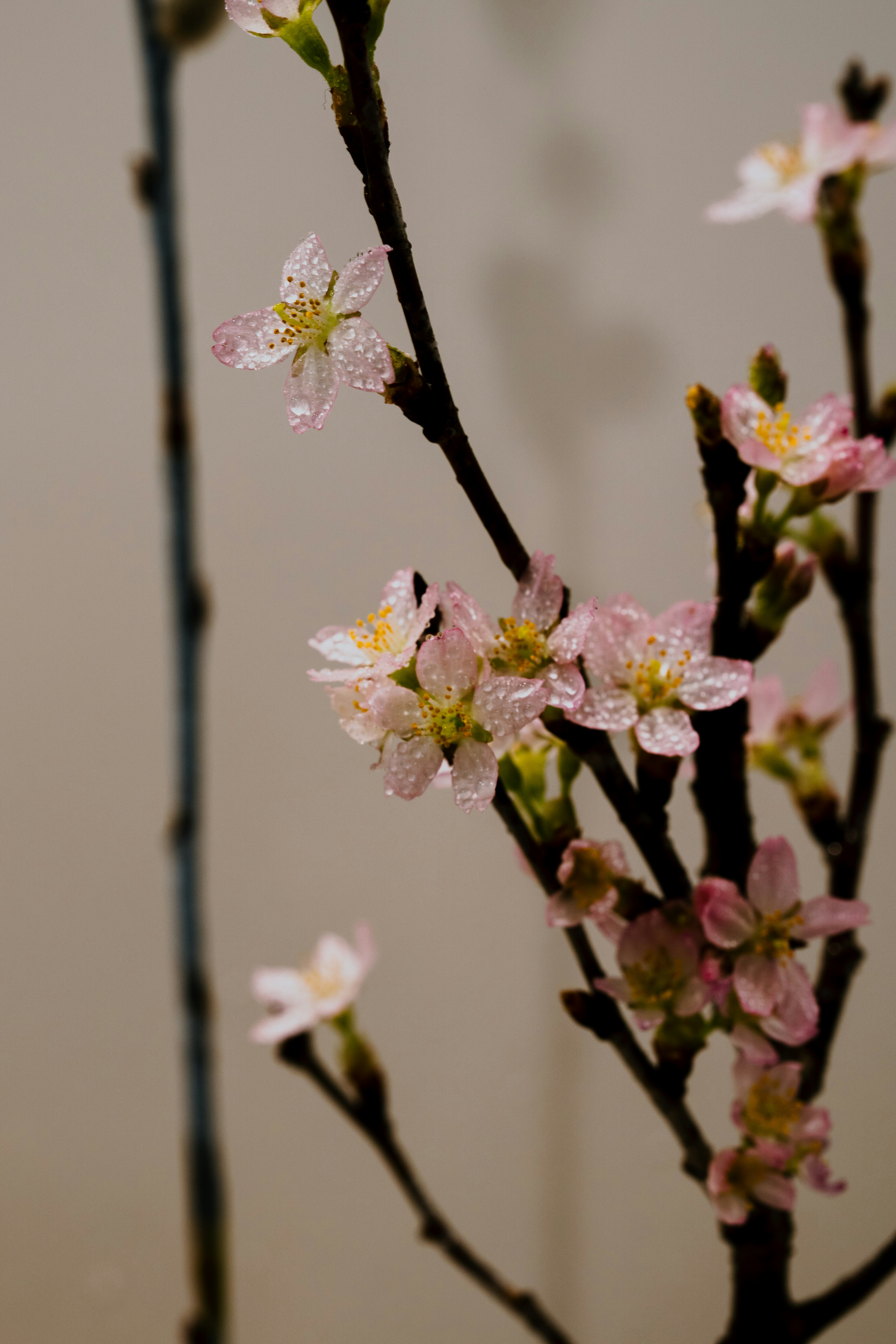 Primo piano di rami di ciliegio con fiori rosa