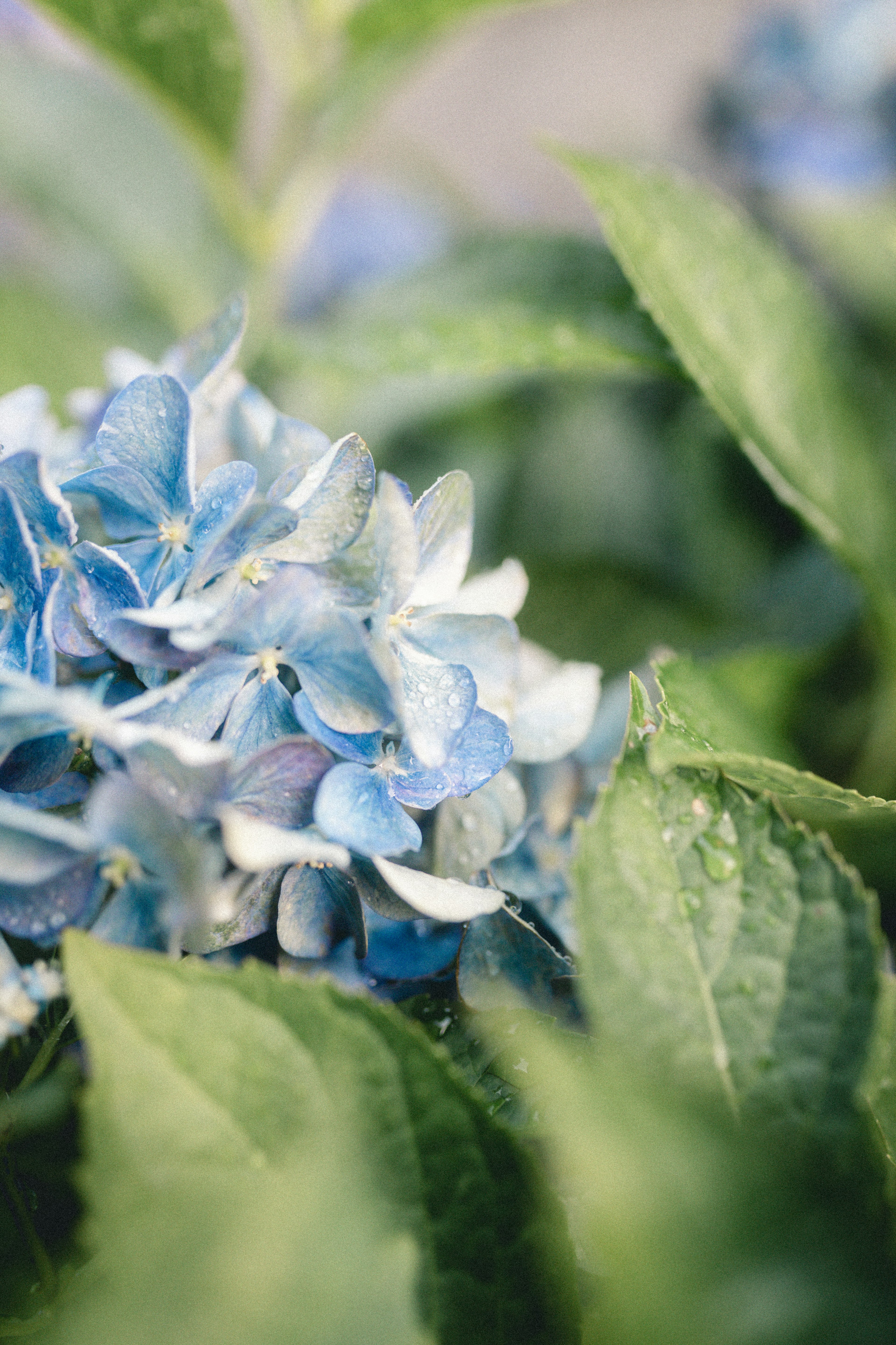 Close-up of blue hydrangea flowers surrounded by green leaves