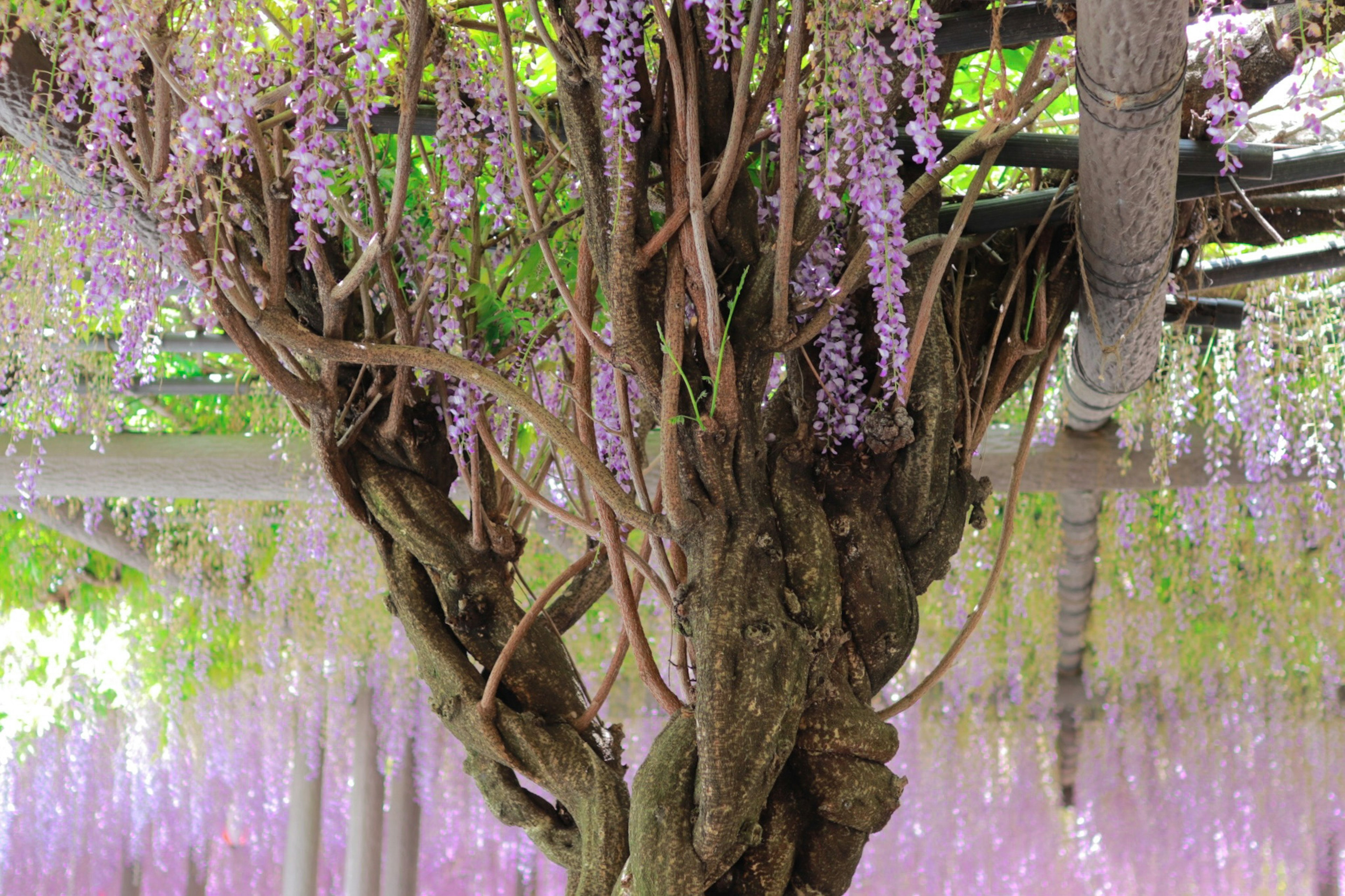 Foto de un tronco de árbol con flores de glicinia moradas en flor