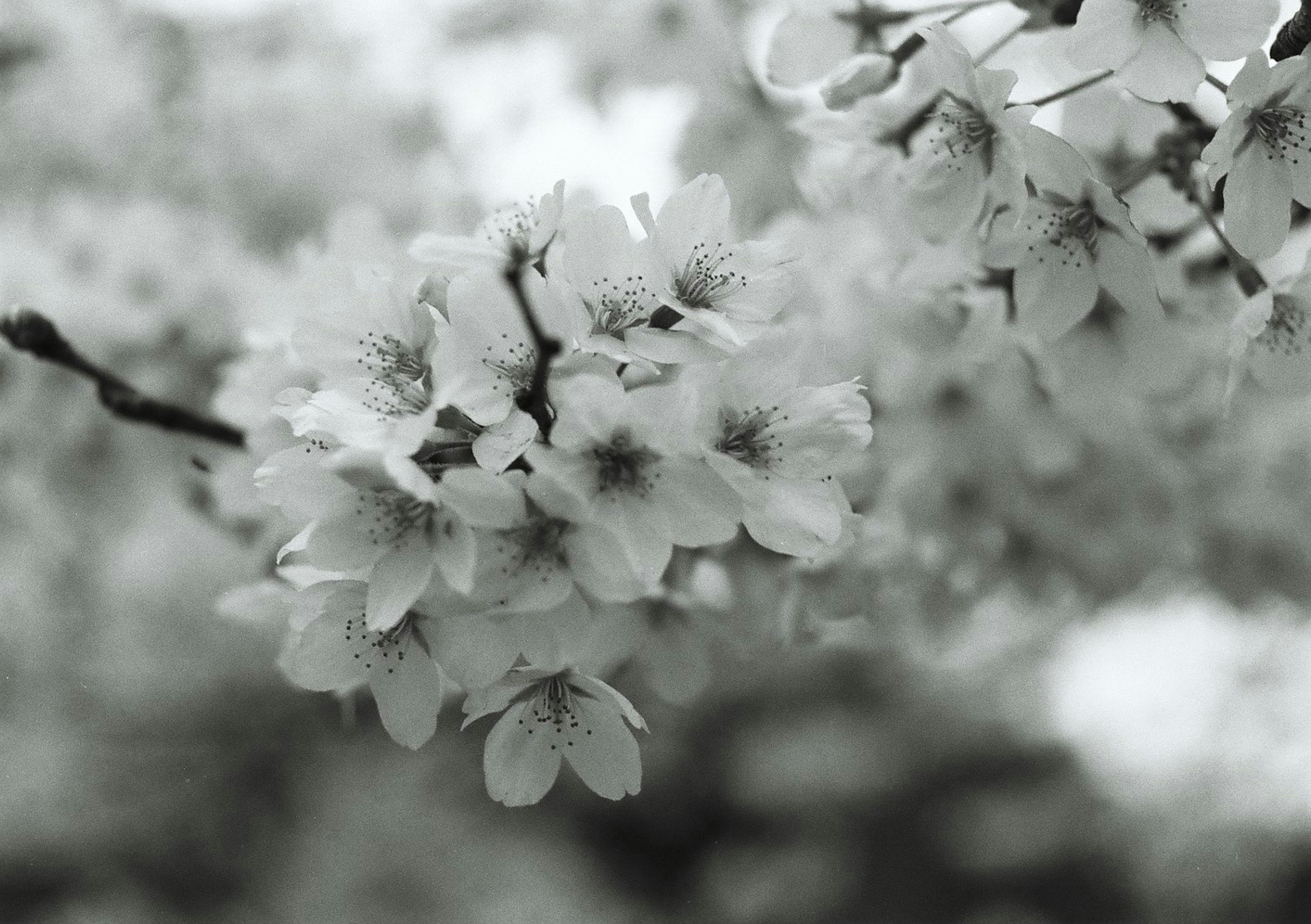 桜の花の白黒写真で、細い枝に咲く美しい花々がクローズアップされている