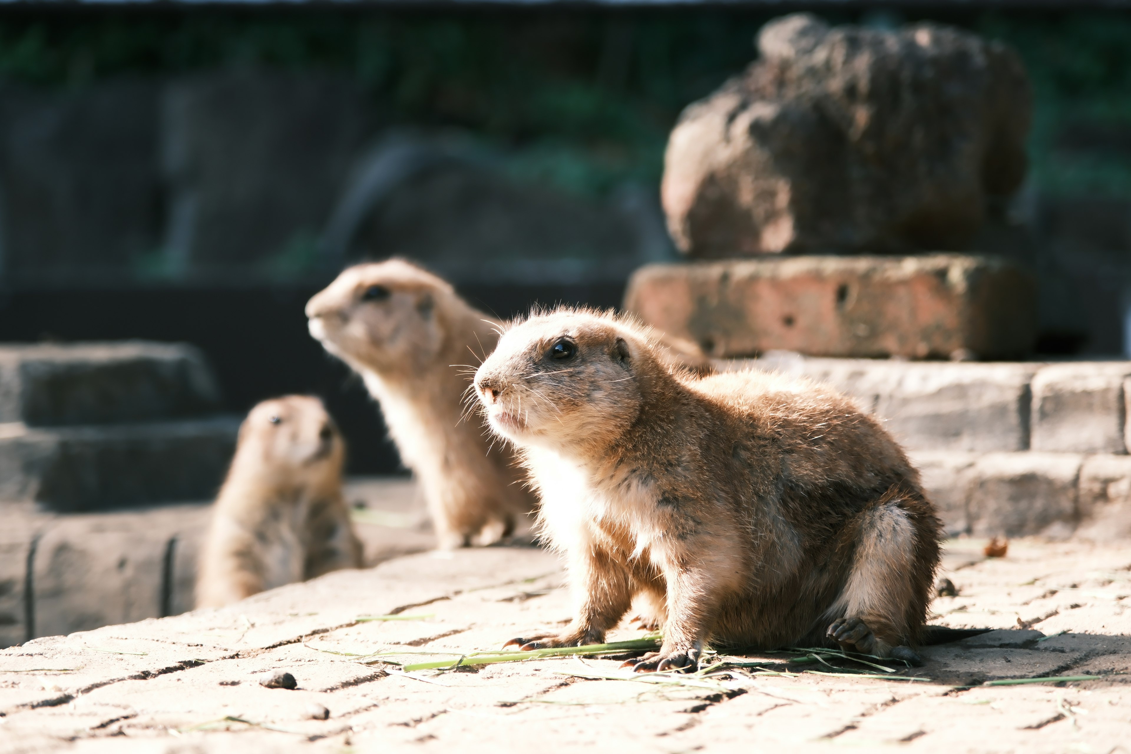 Tres perros de la pradera sentados en escalones de piedra