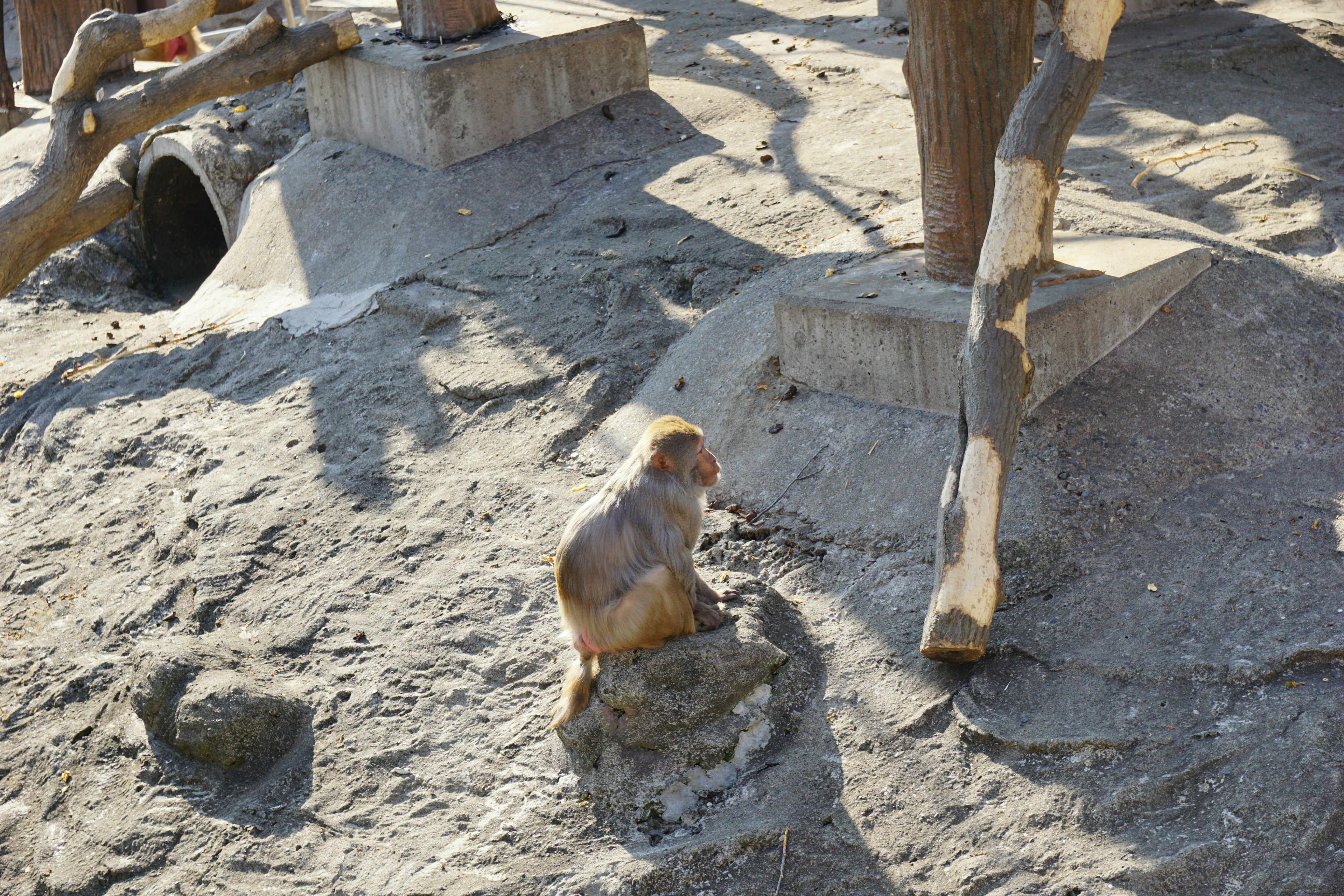 Image of a monkey sitting on the ground