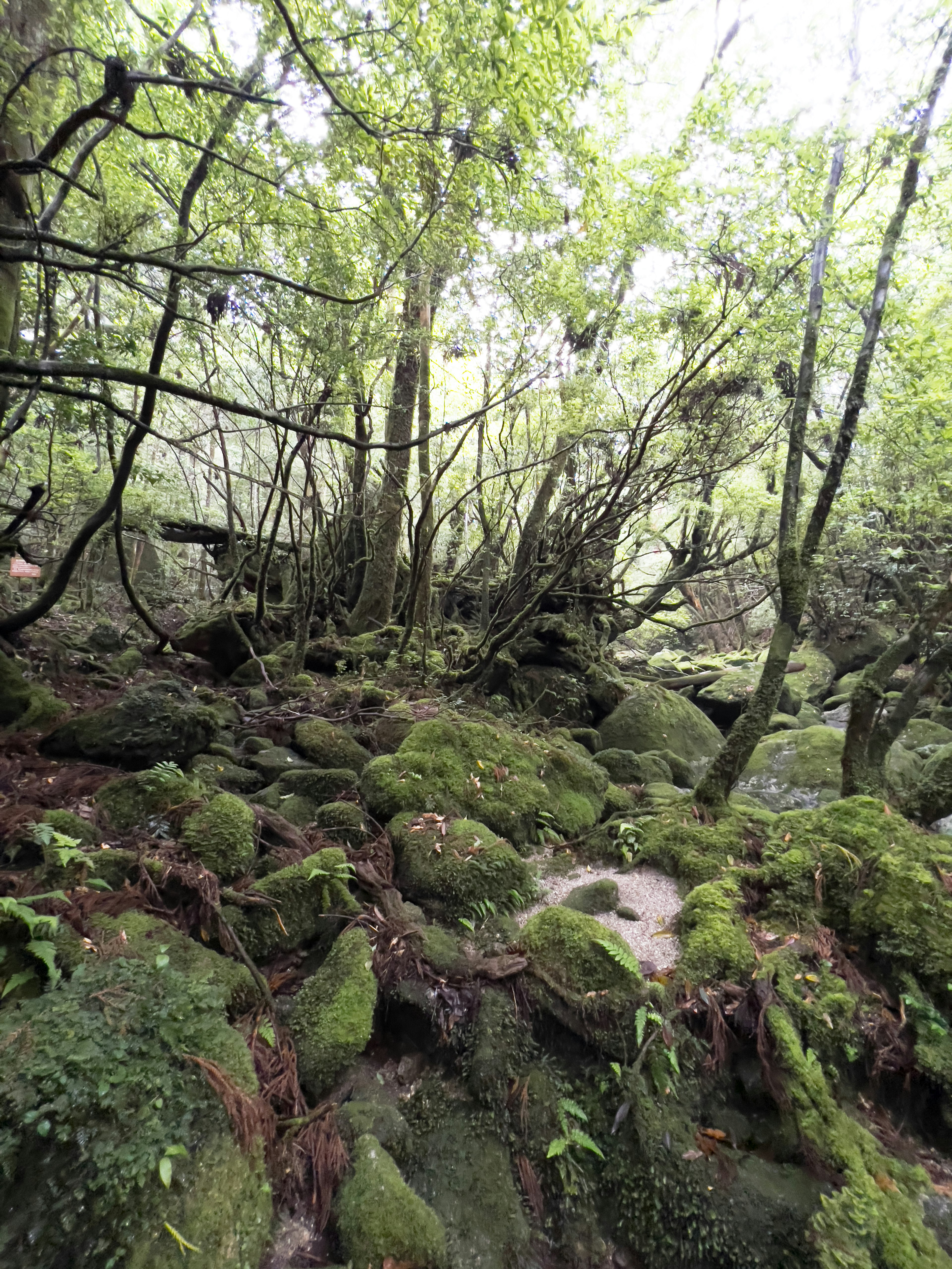 Escena de bosque frondoso con rocas cubiertas de musgo y árboles